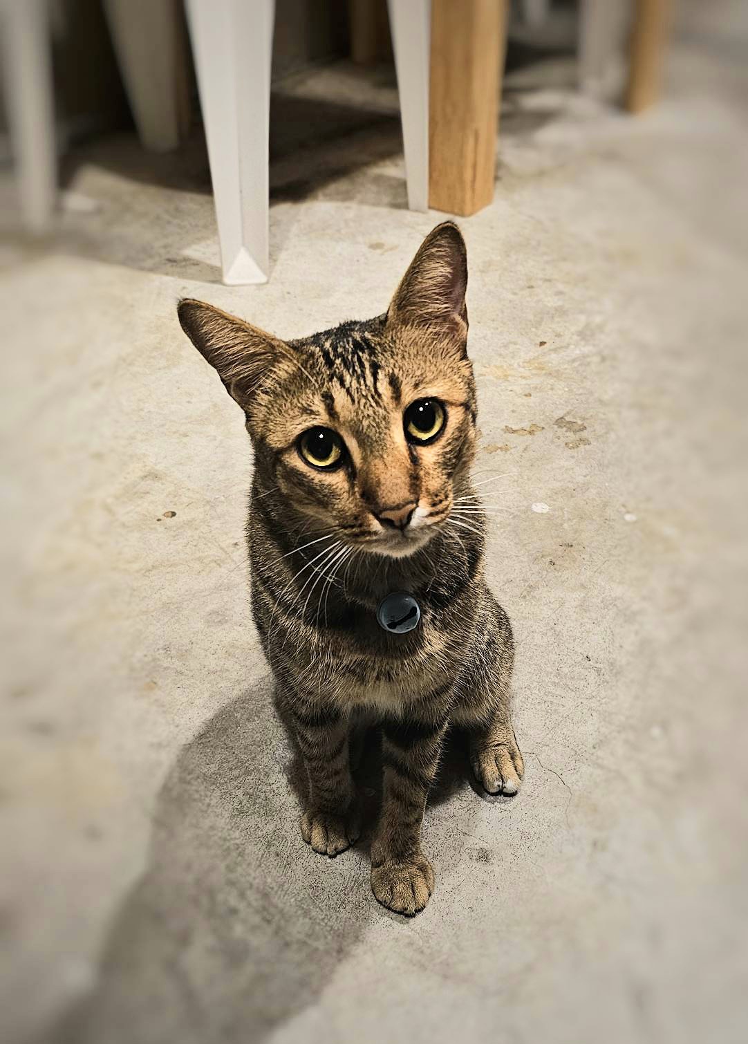 Phibun Warwar Veterinarian