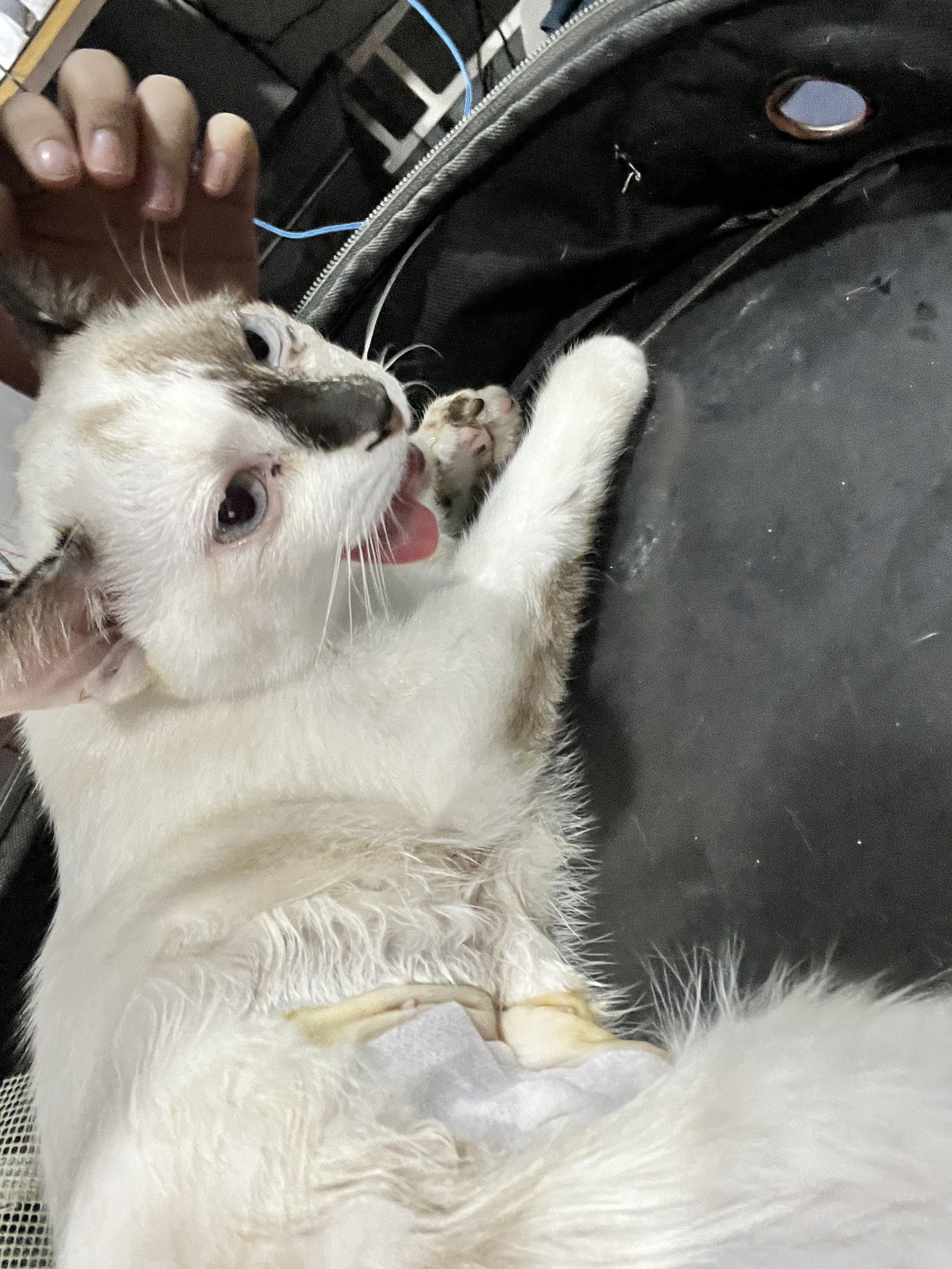 Pisit Animal Treatment