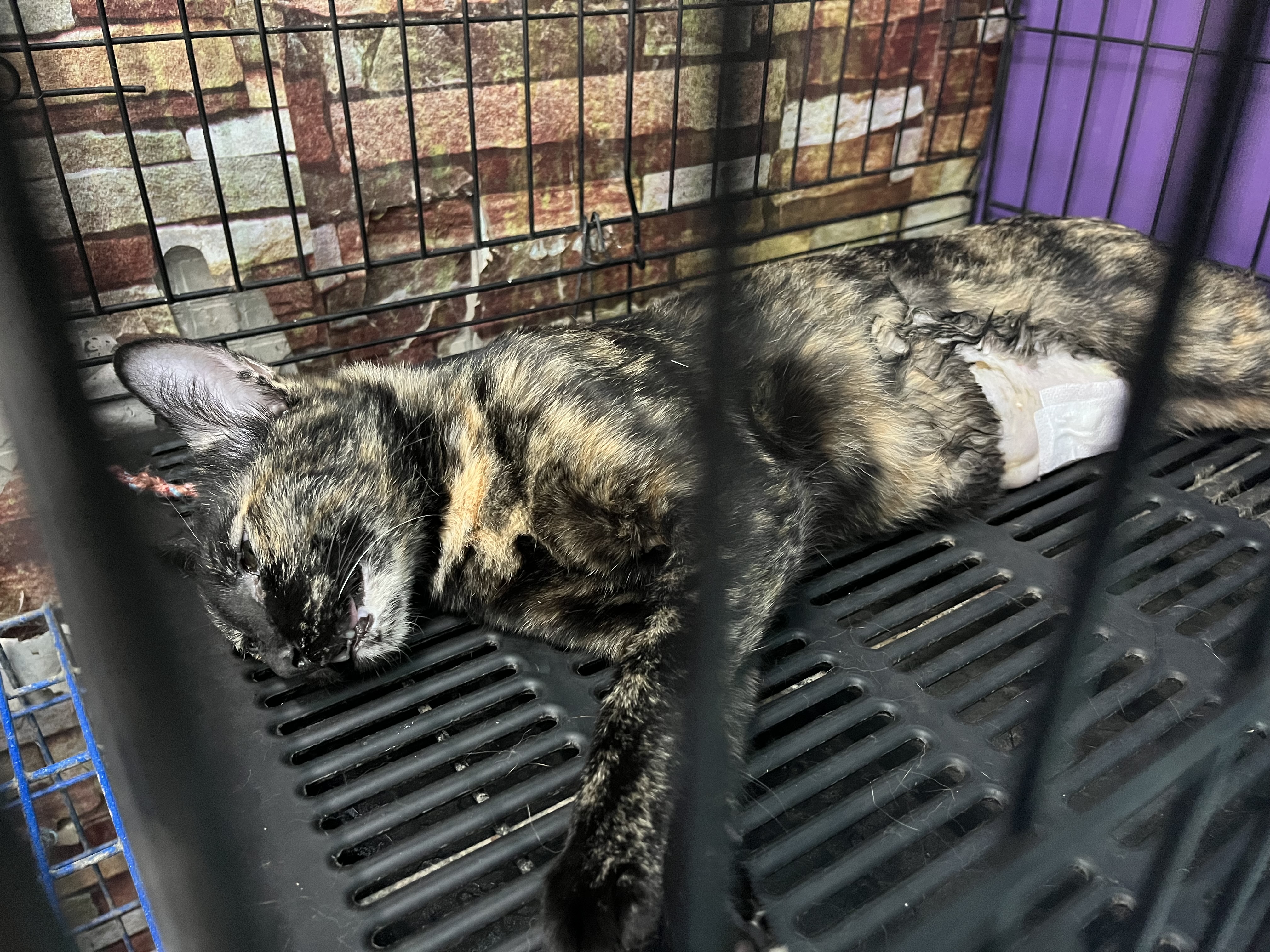 Pisit Animal Treatment