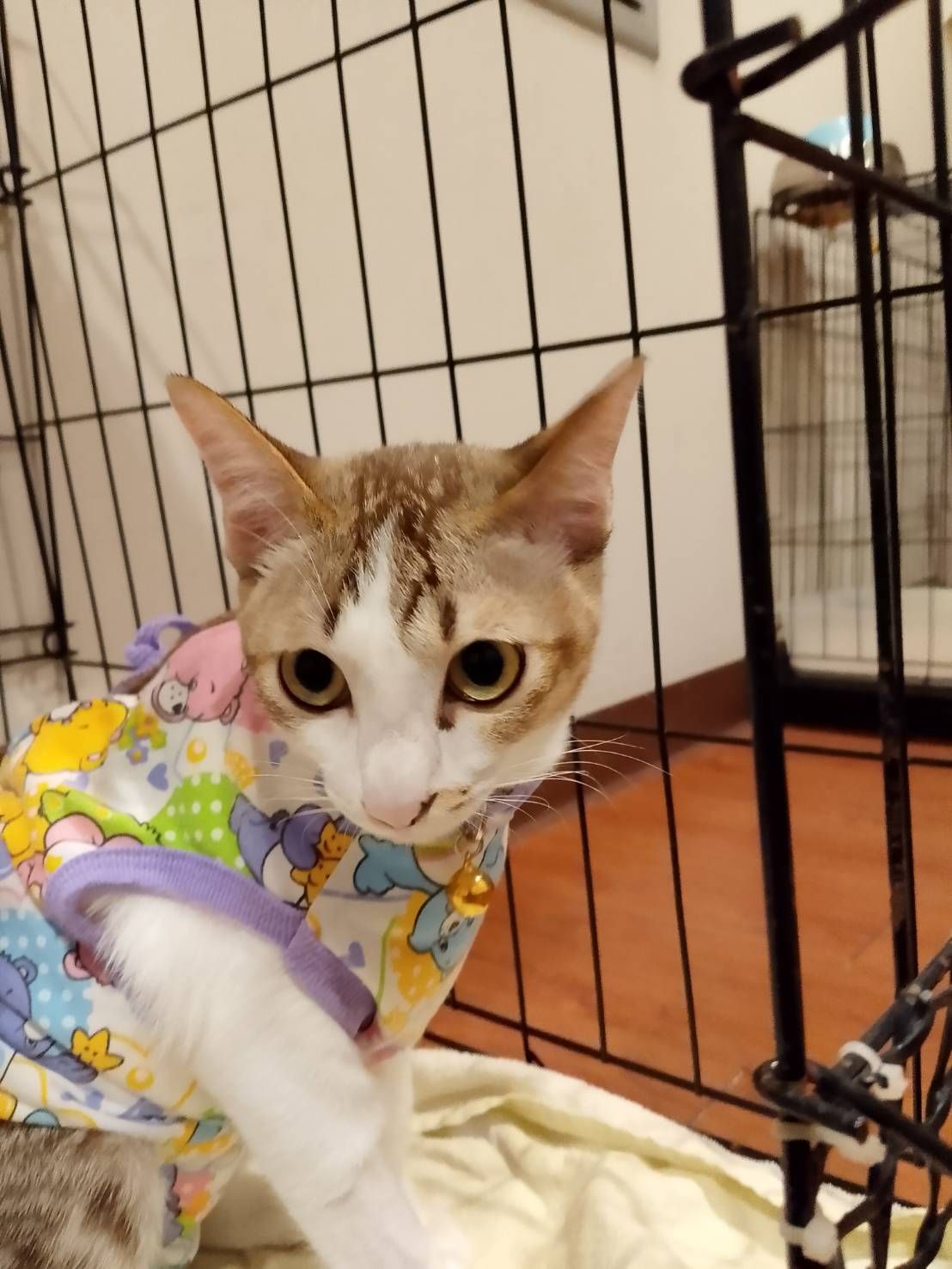 Ban Chaiyapruek Animal Hospital (Nonthaburi)