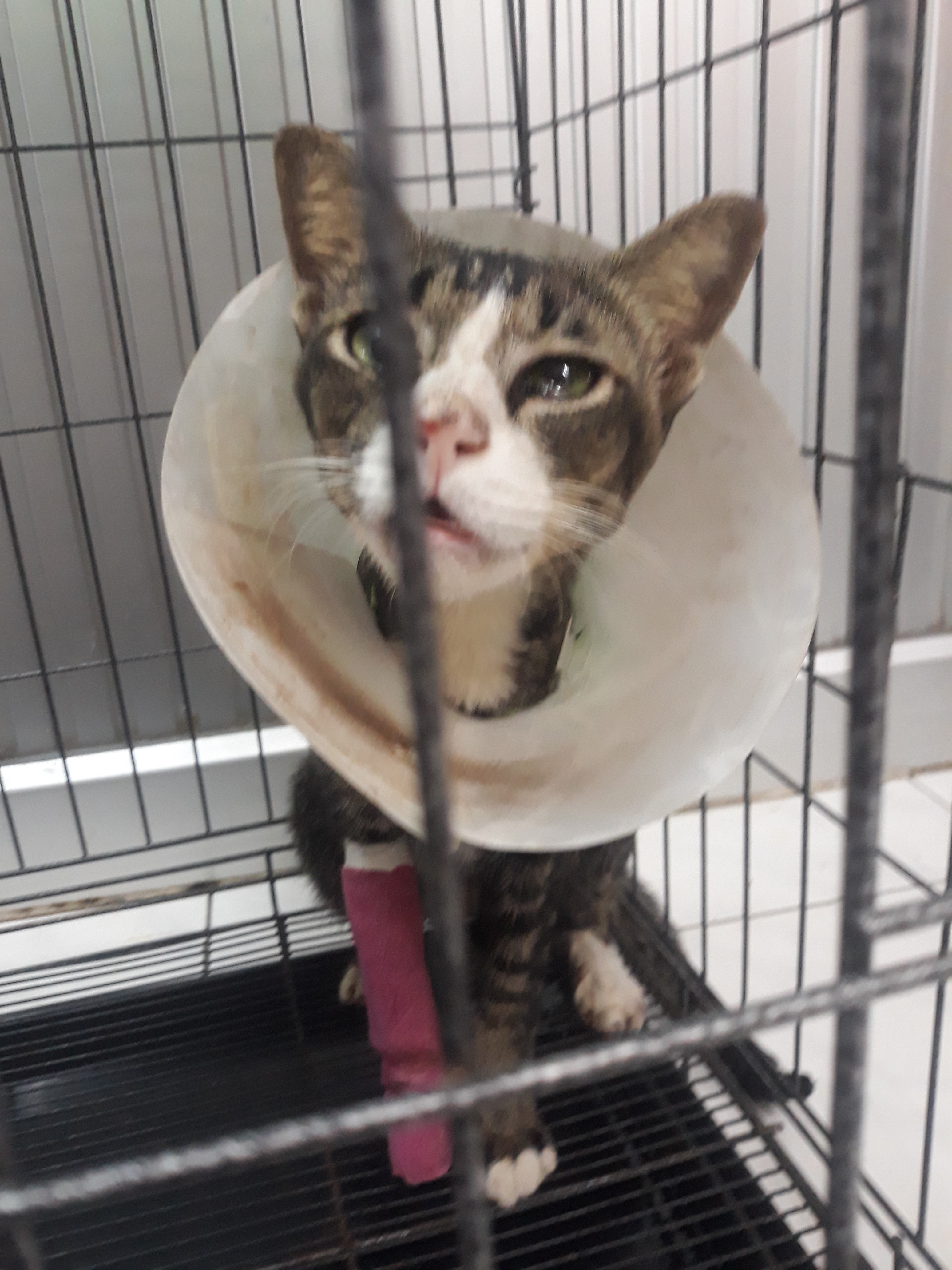 Animal Hospital, Doctor Jai Dee House