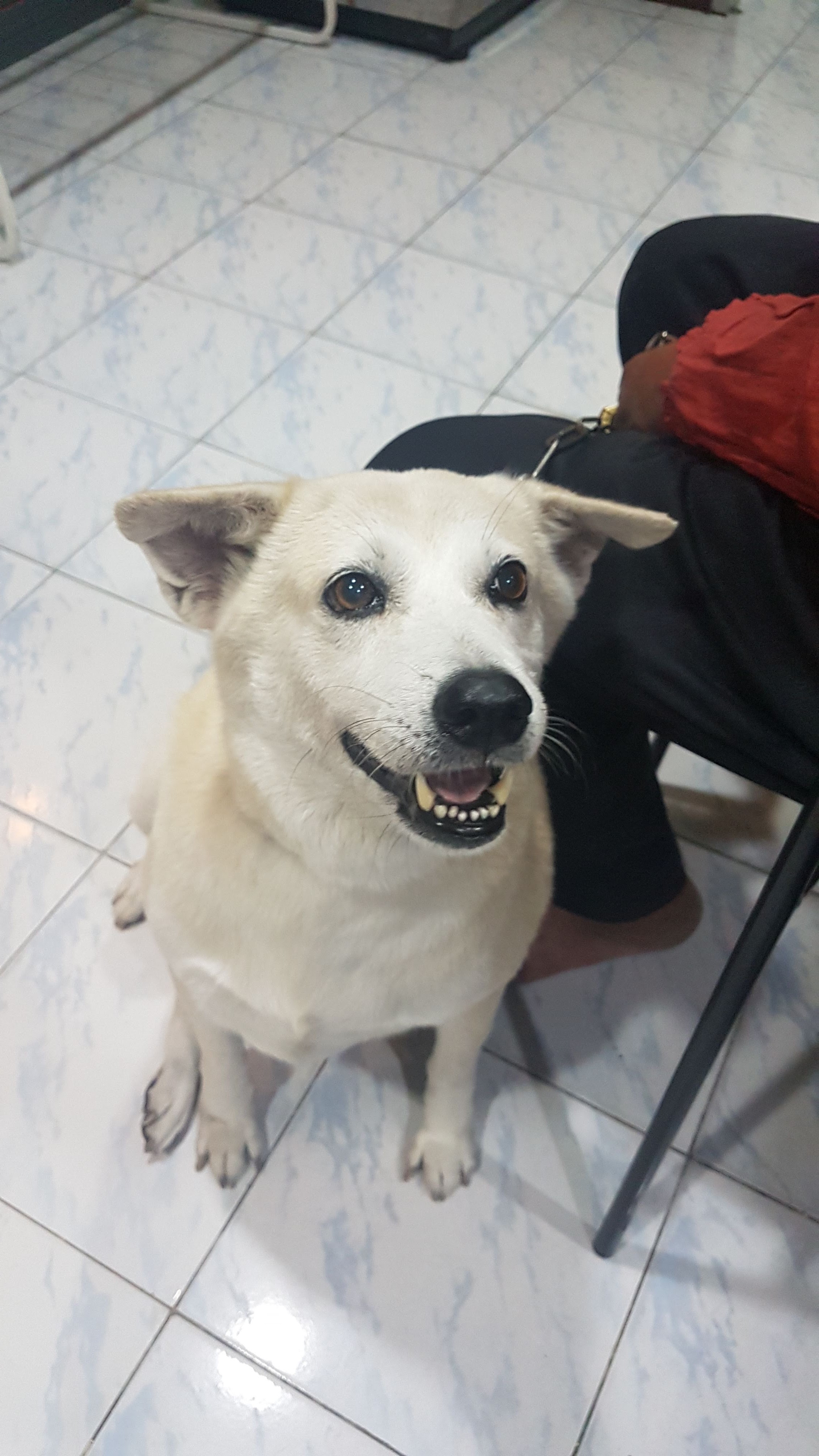Veterinary Clinic