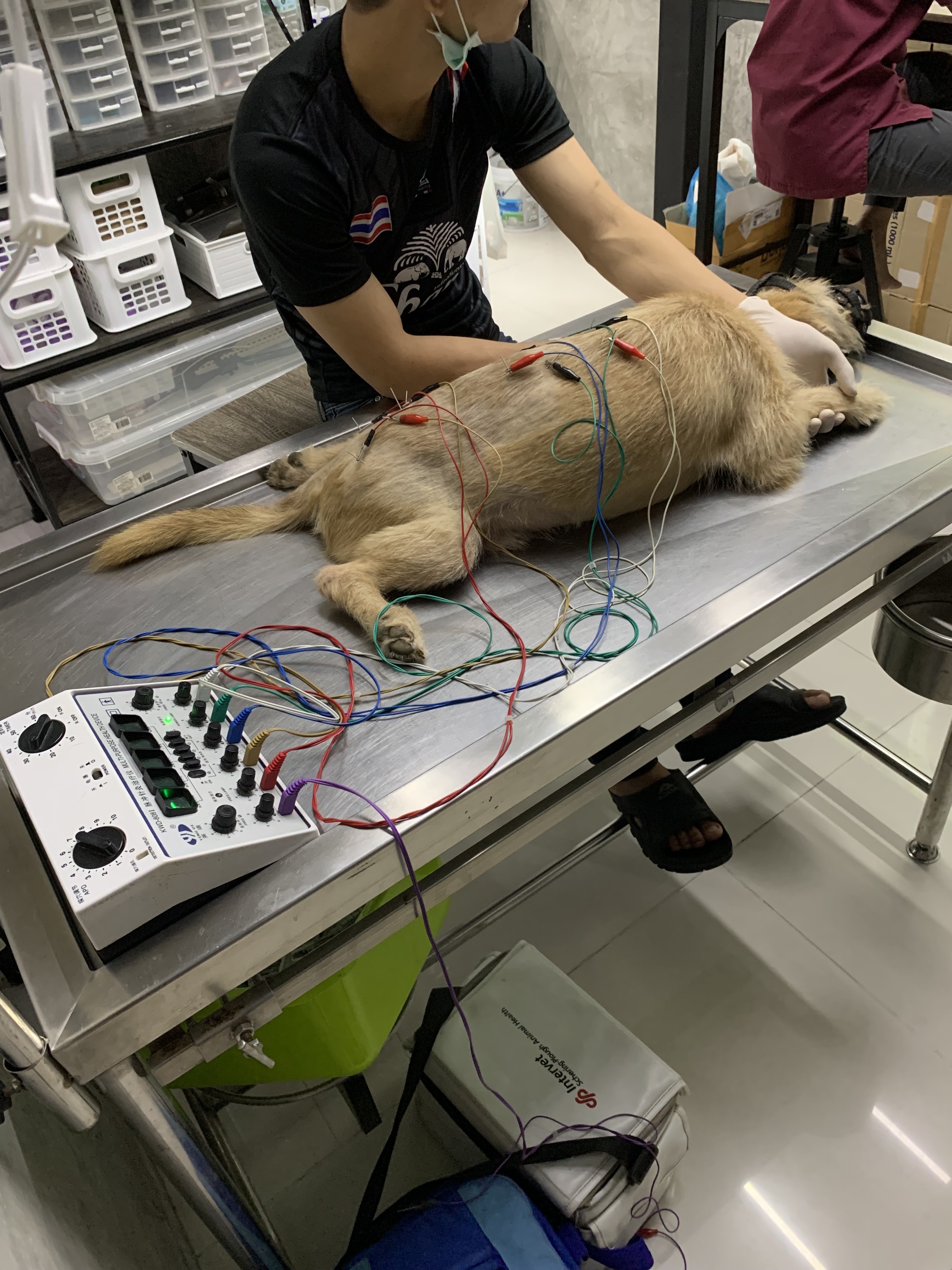 Veterinary and Pet Clinics