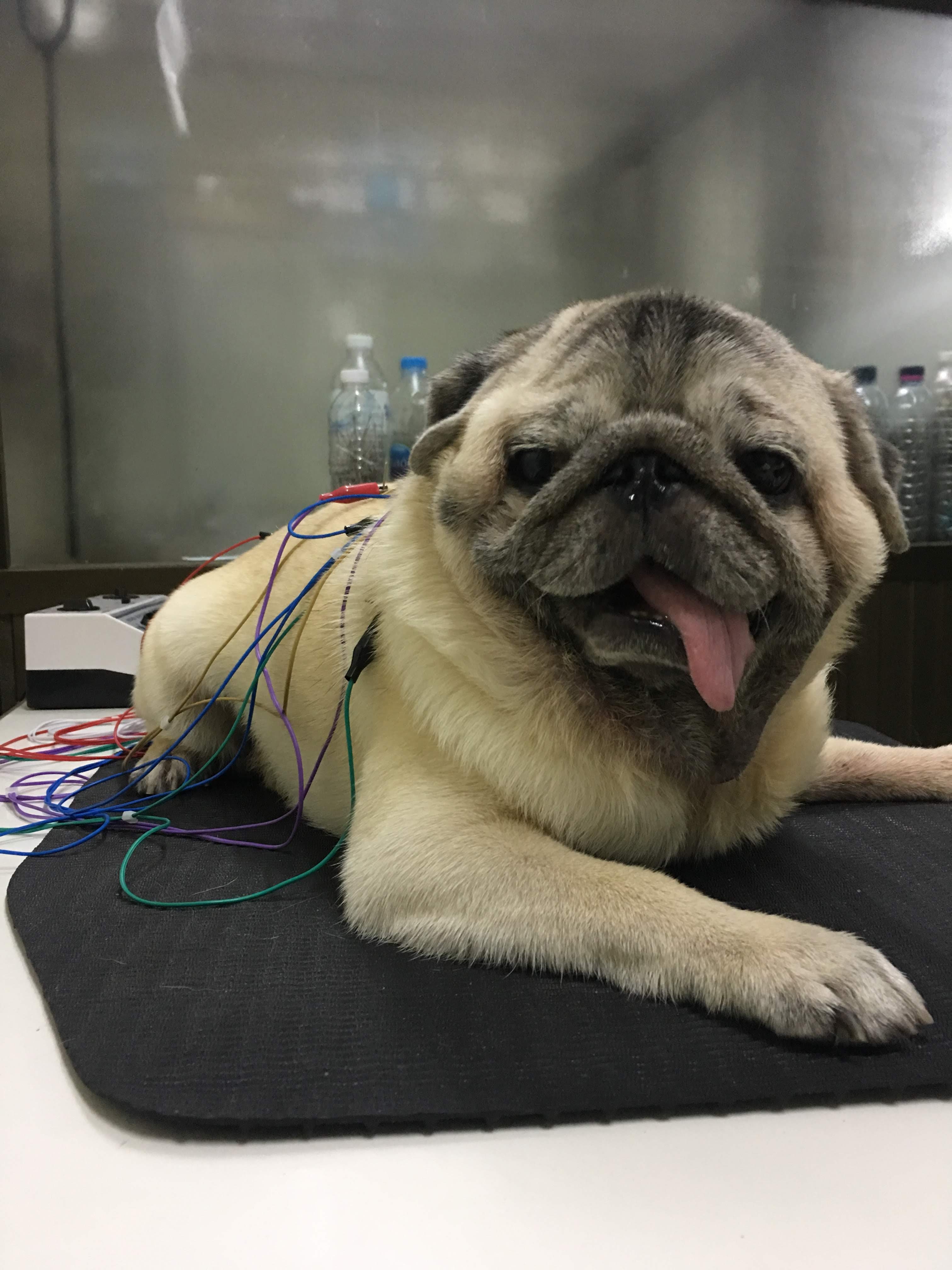 Veterinary and Pet Clinics