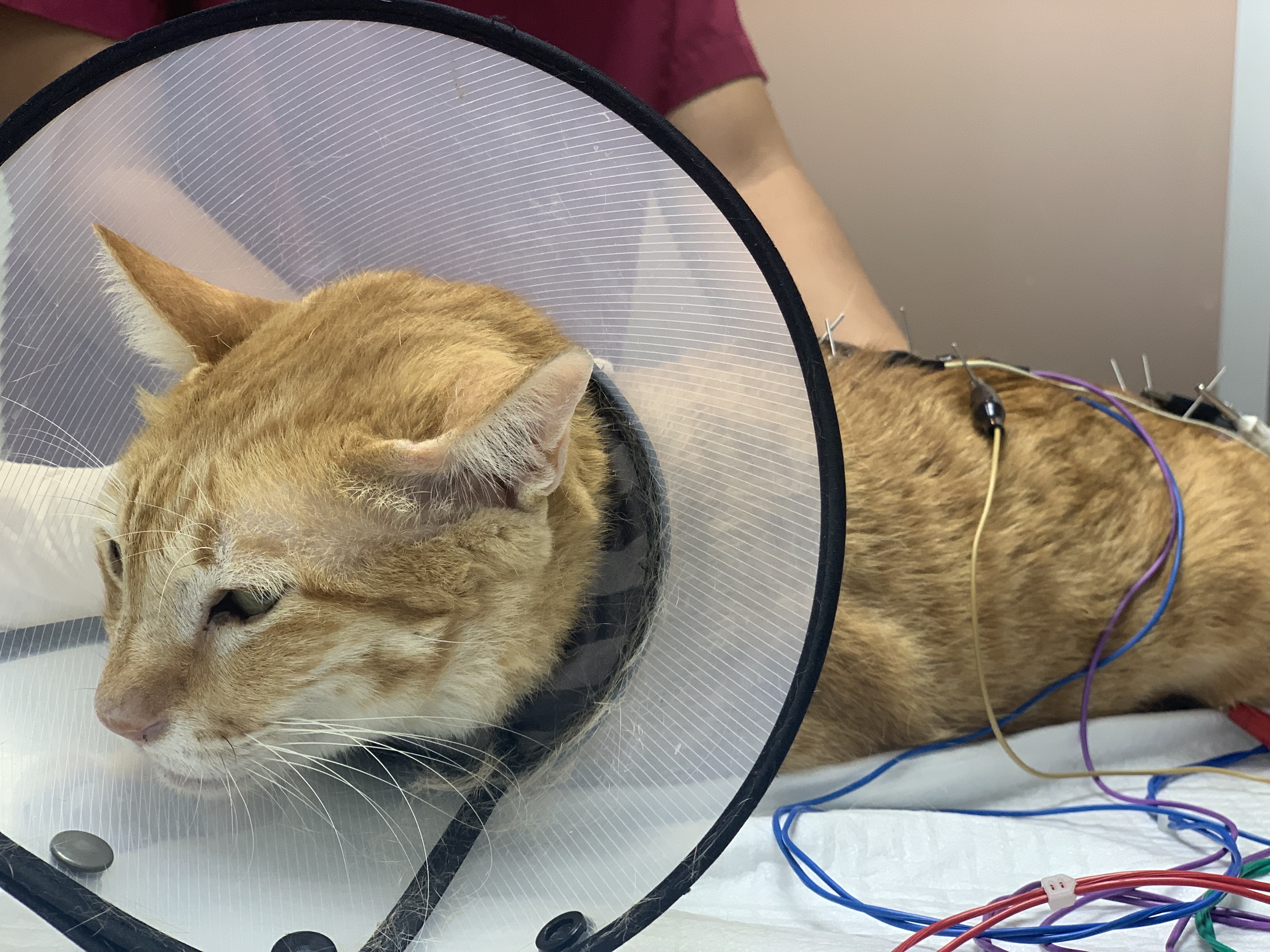 Veterinary and Pet Clinics