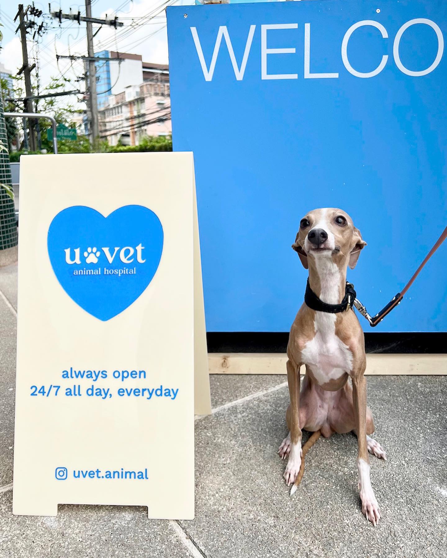 24 UVET Animal Hospital Ratchaphruek-Tha It