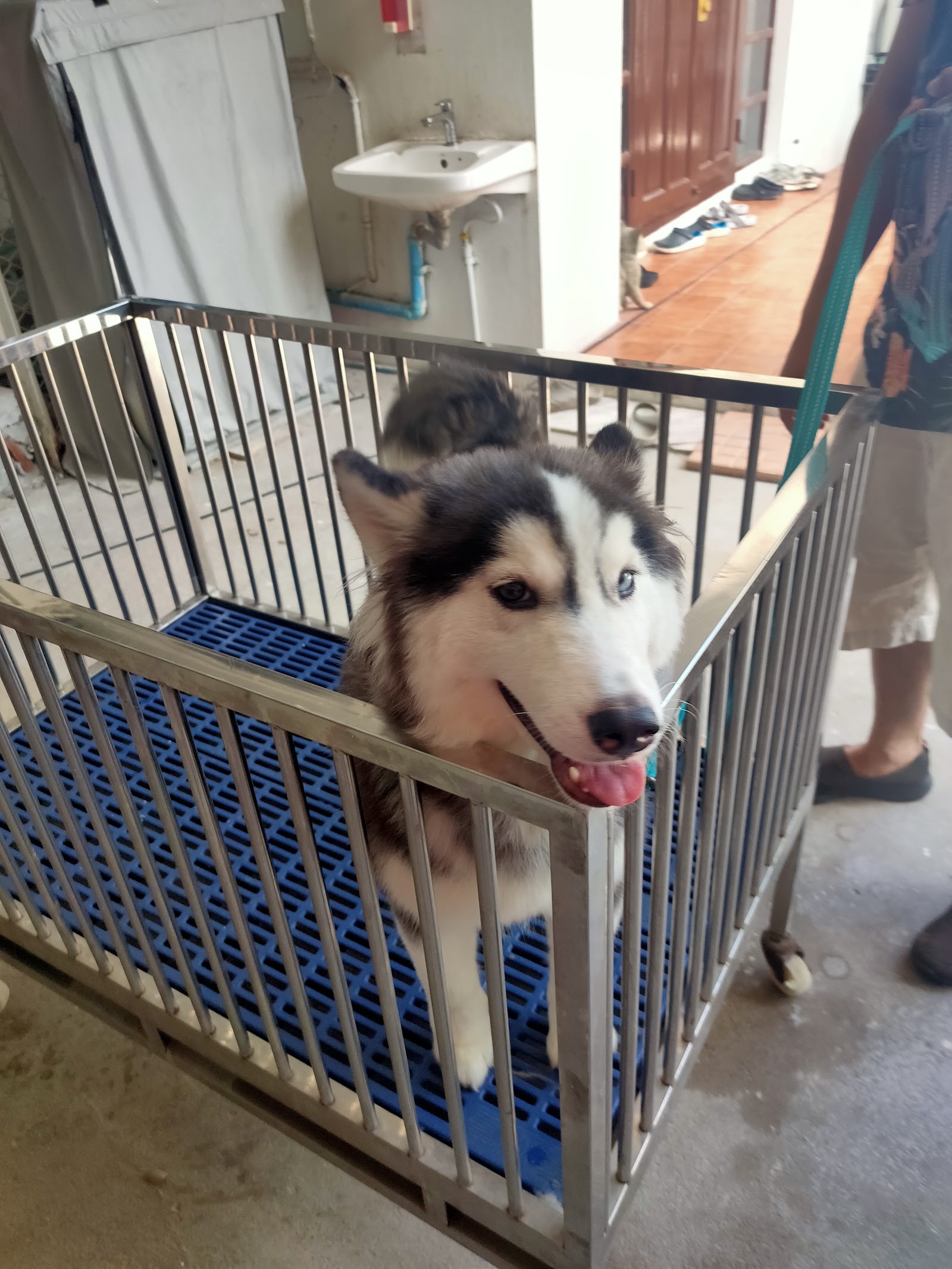 Allbest kennel