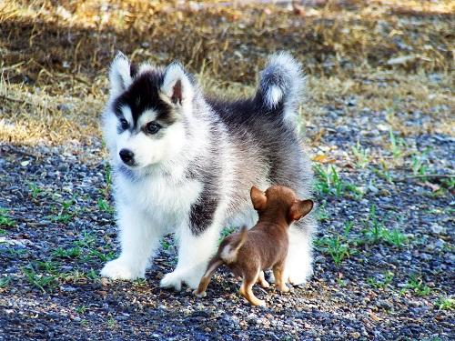 Allbest kennel