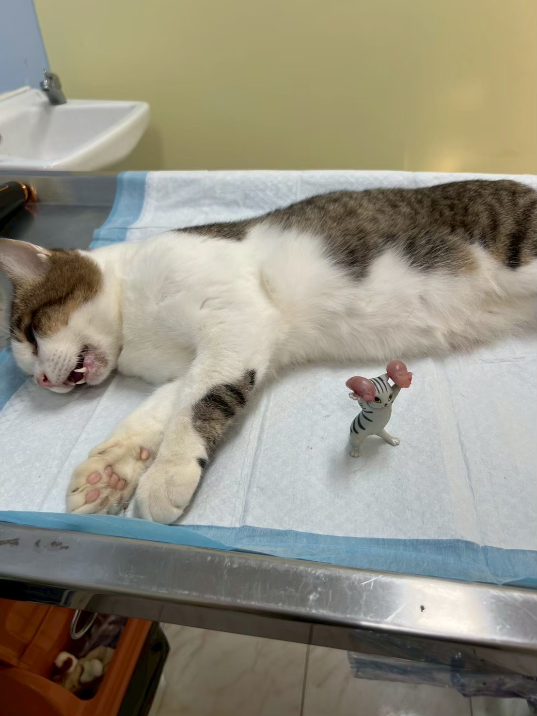 AM VET PETCLINIC