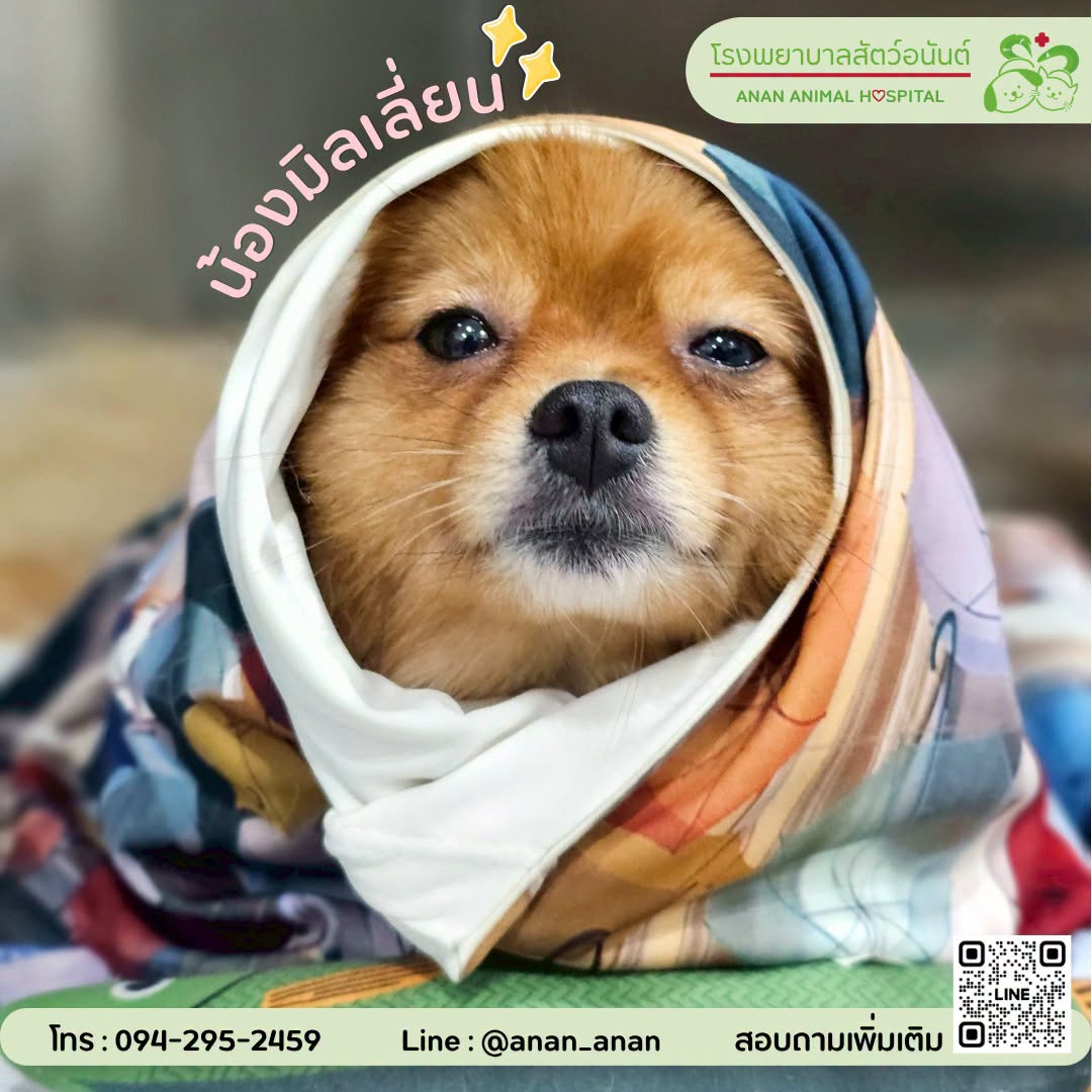 ANAN Animal Hospital