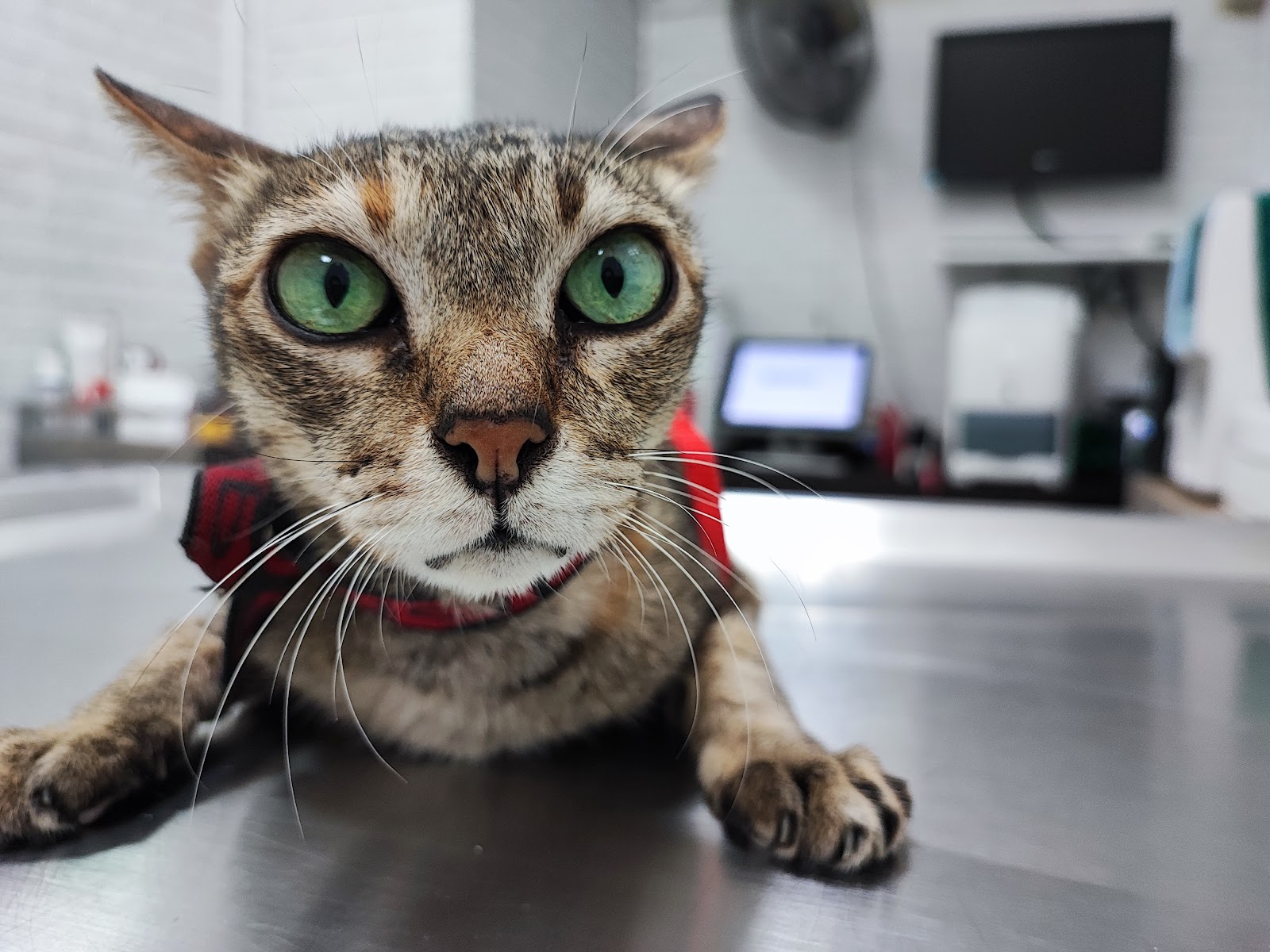 Banbuathong Pet Hospital