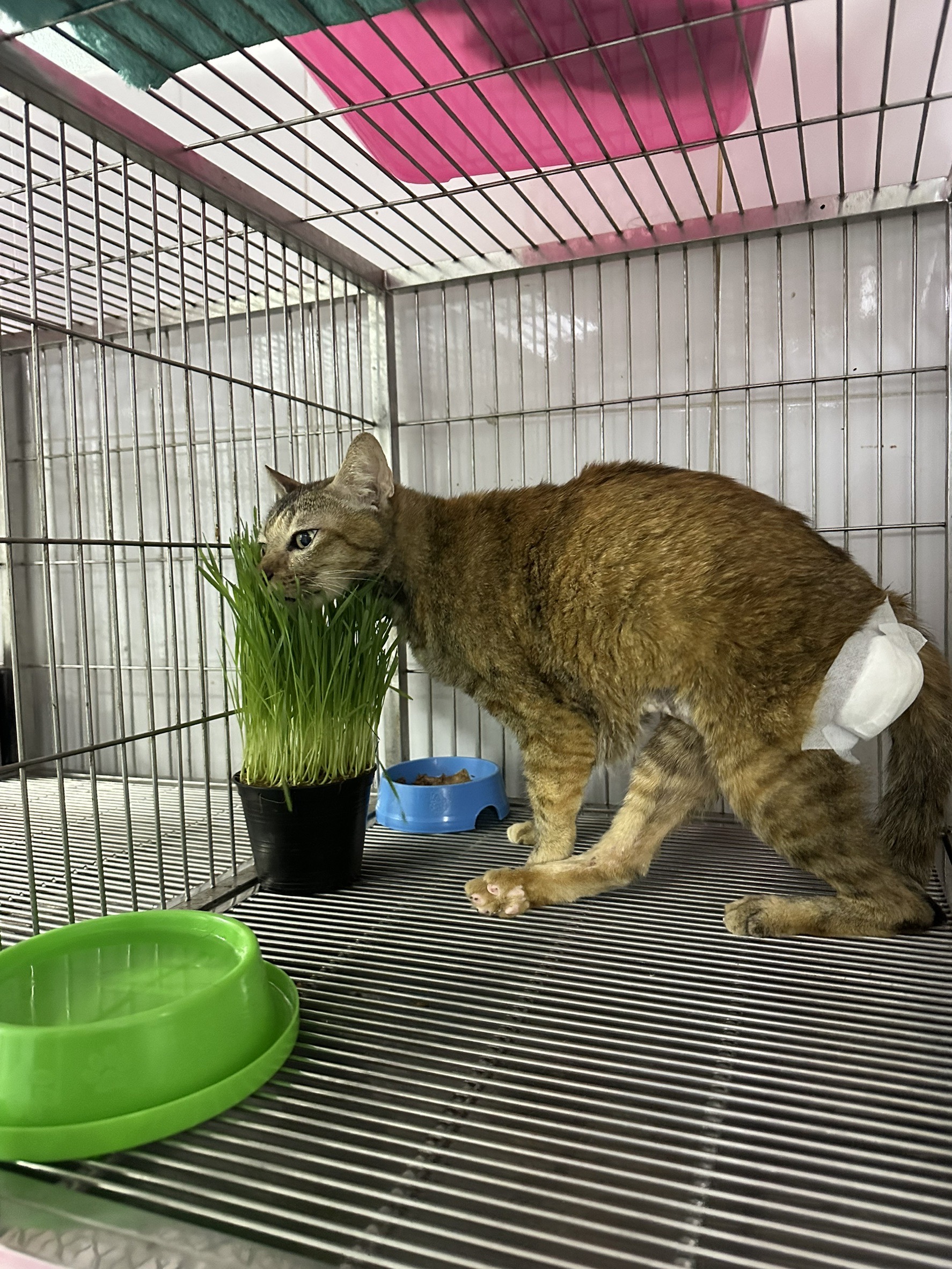 Bang Si Muang Veterinary Medicine