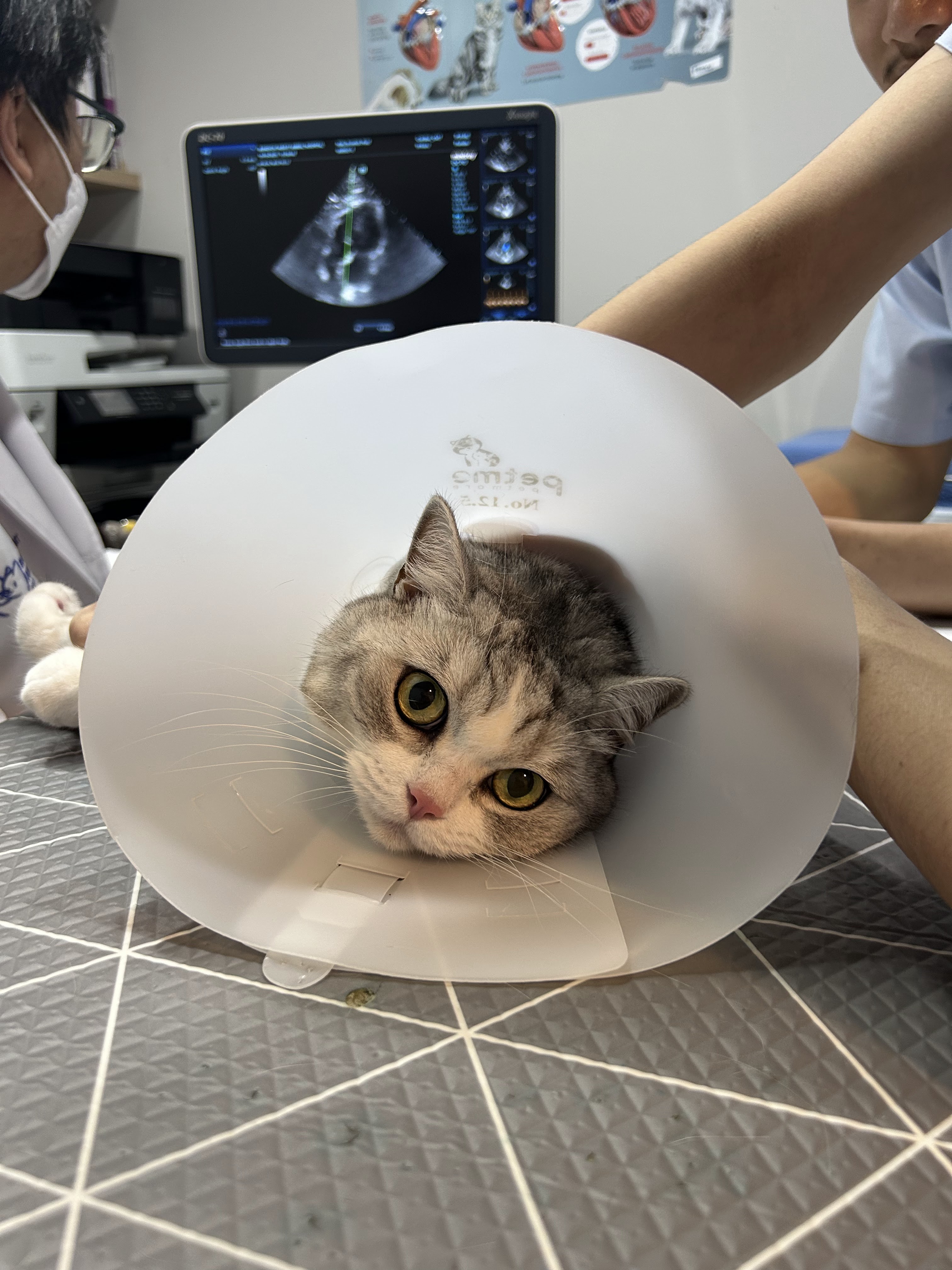 Bangkok Heart Animal Hospital Nonthaburi