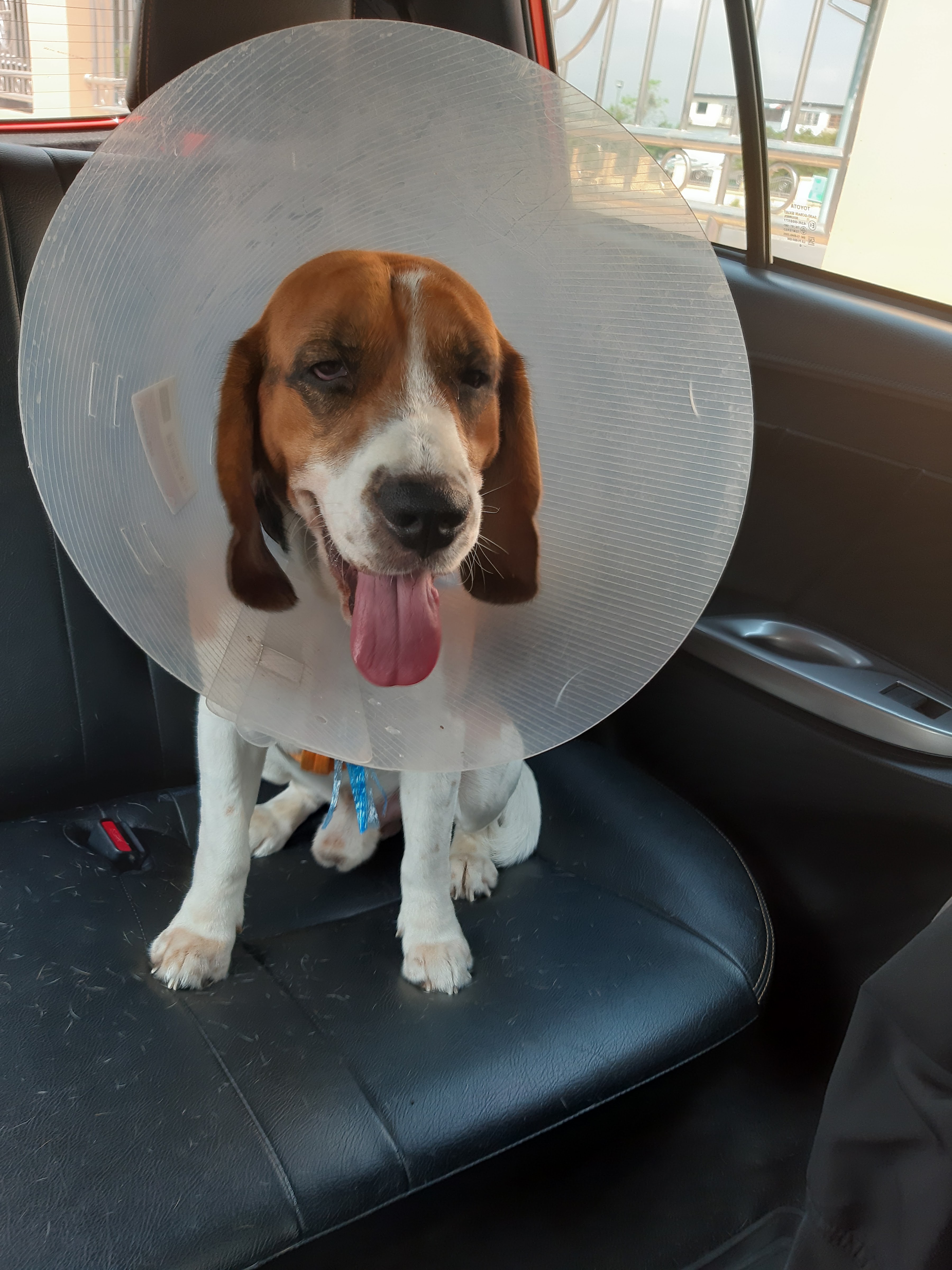 Dr Suthy Animal Clinic