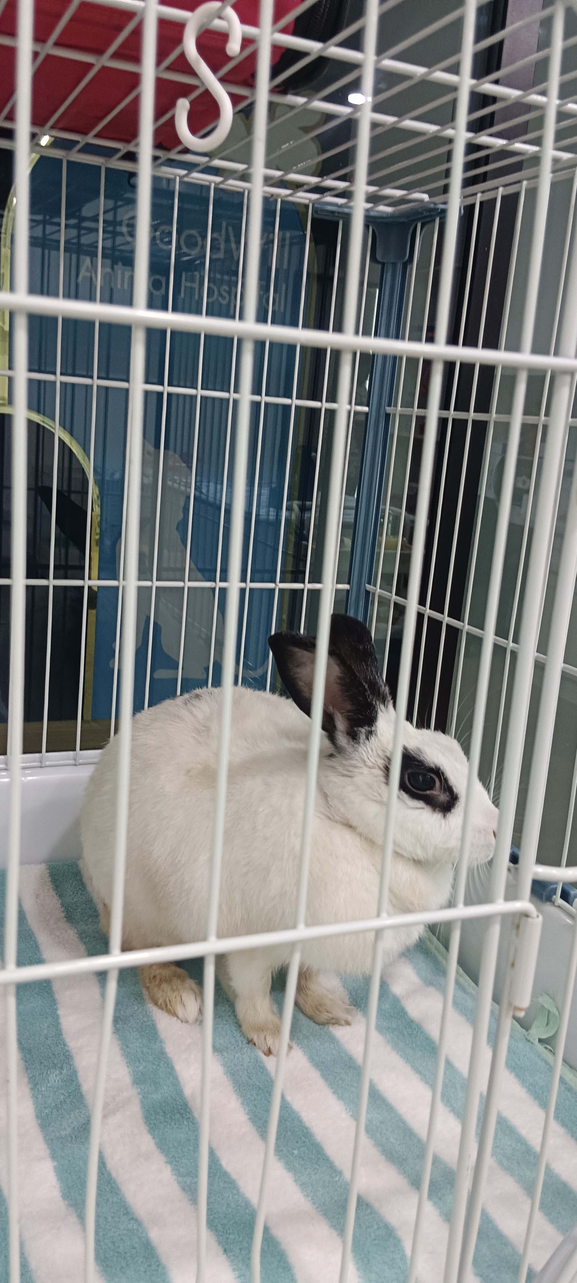 Goodwill Pet Hospital