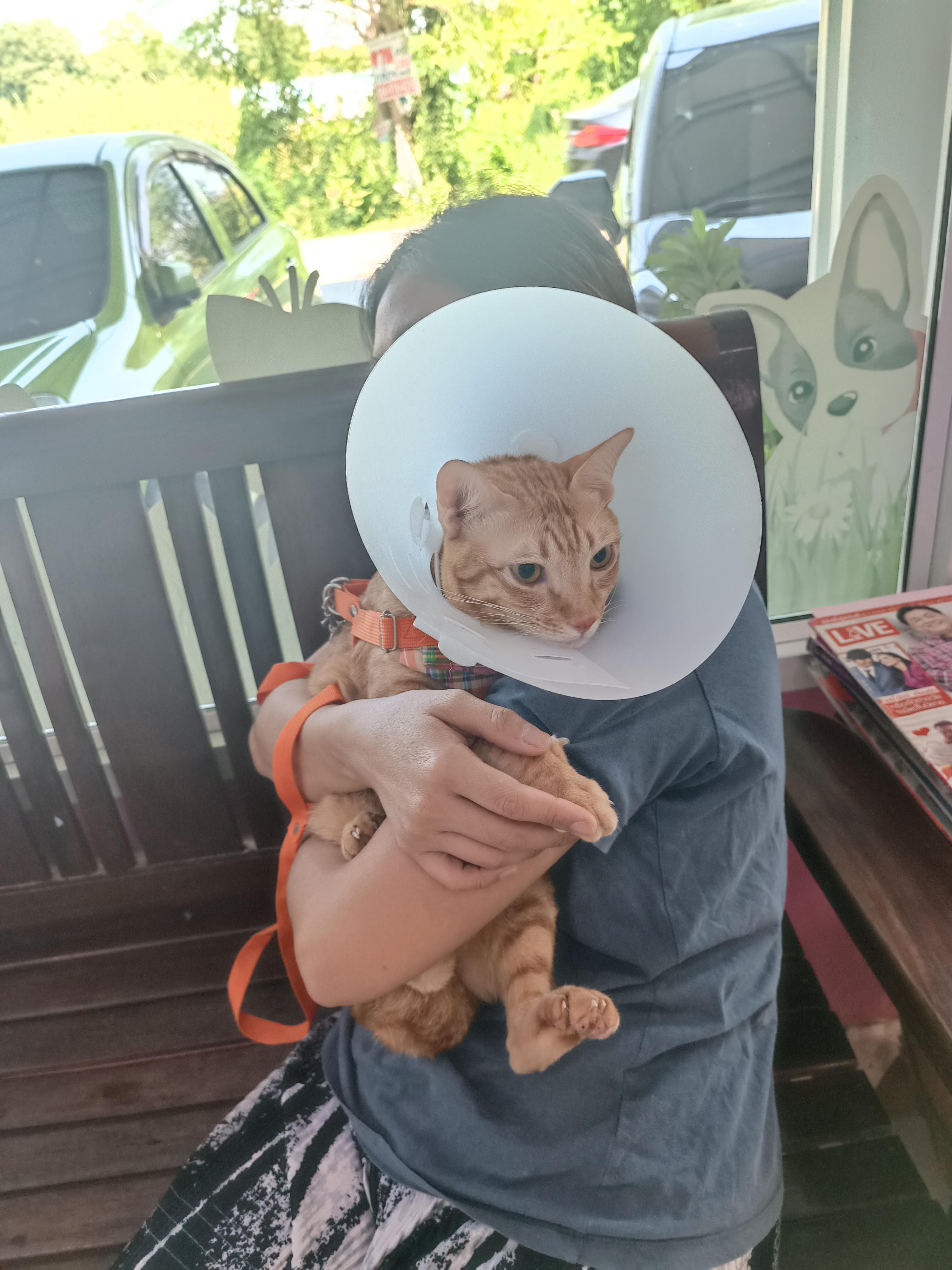 Kaew-in animal hospital