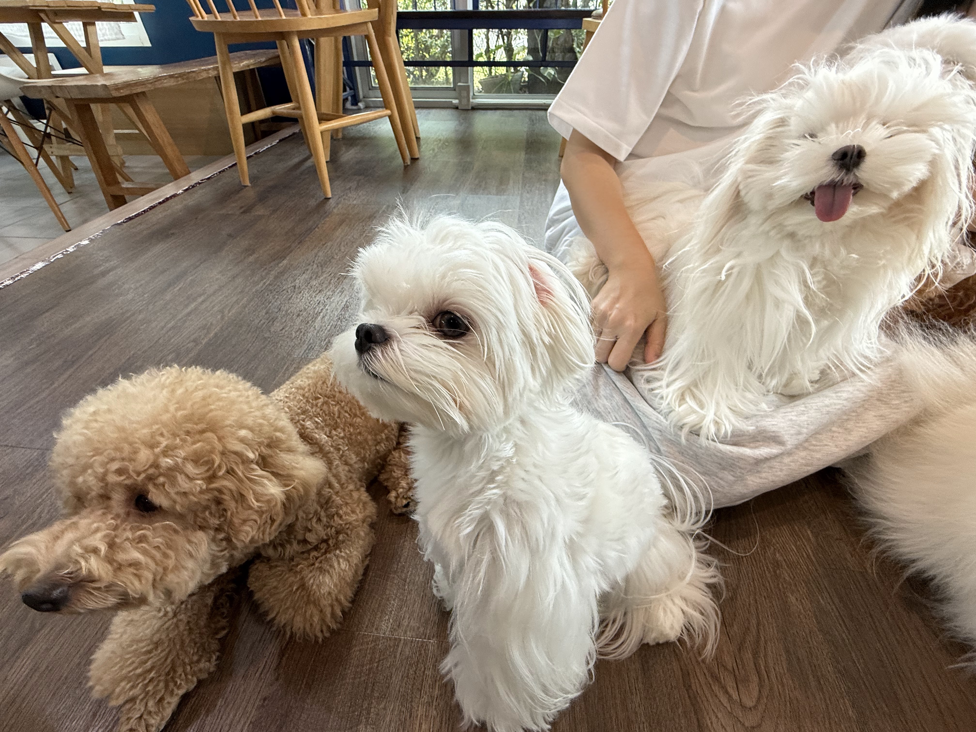 Lang Baan Maltese dog cafe