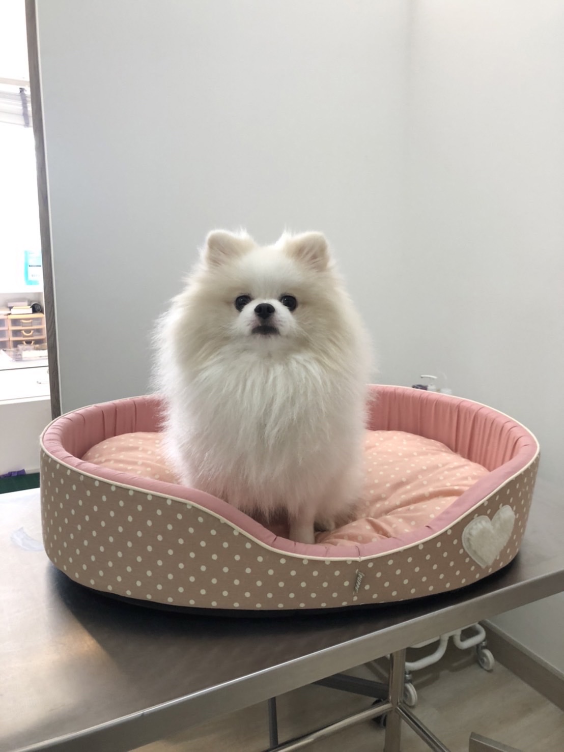 Little P. Pet Clinic