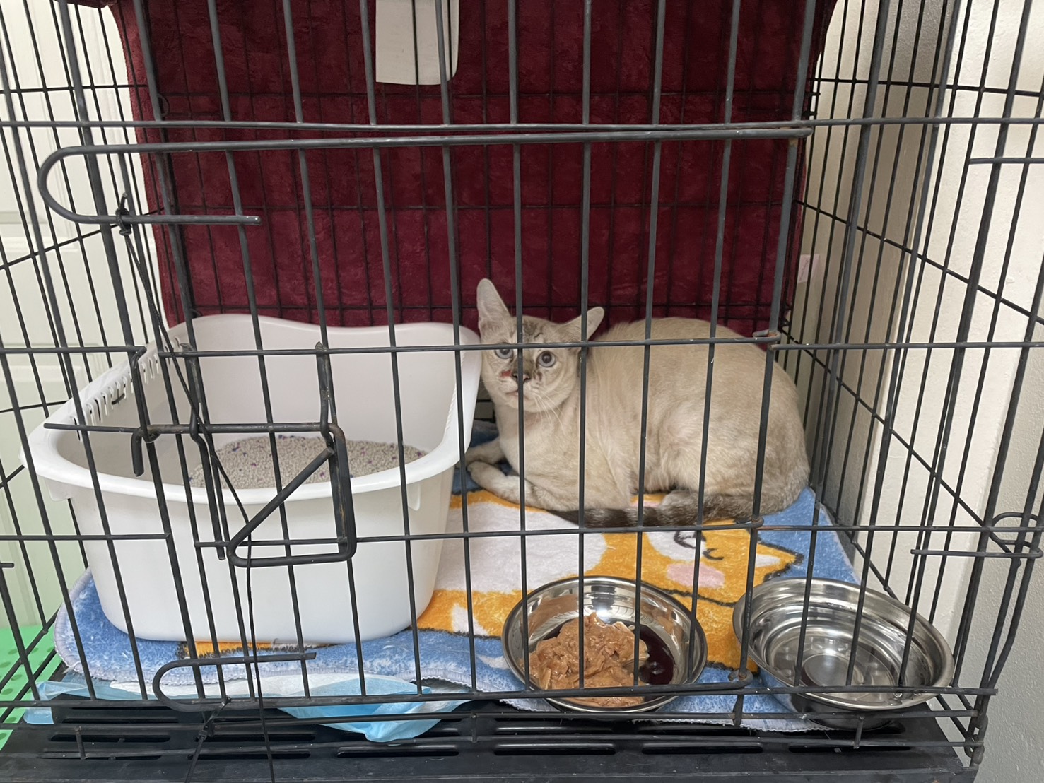 Momo animal hospital ratchapruek nonthaburi branch