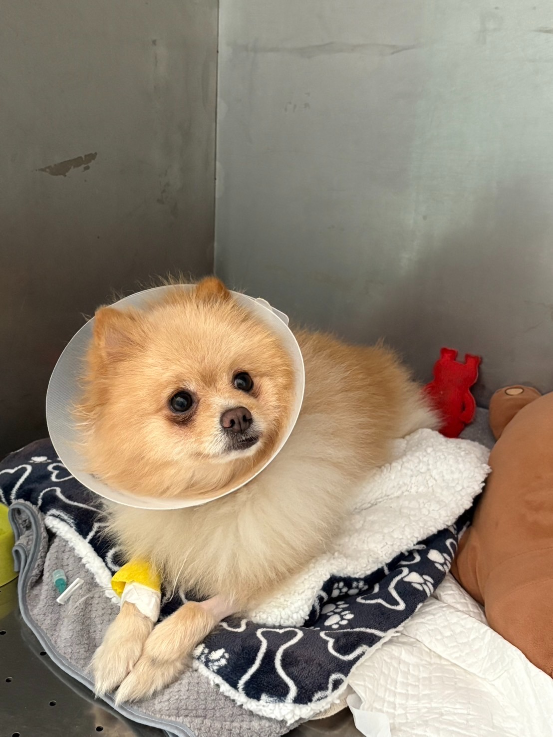 Monster Care Animal Hospital