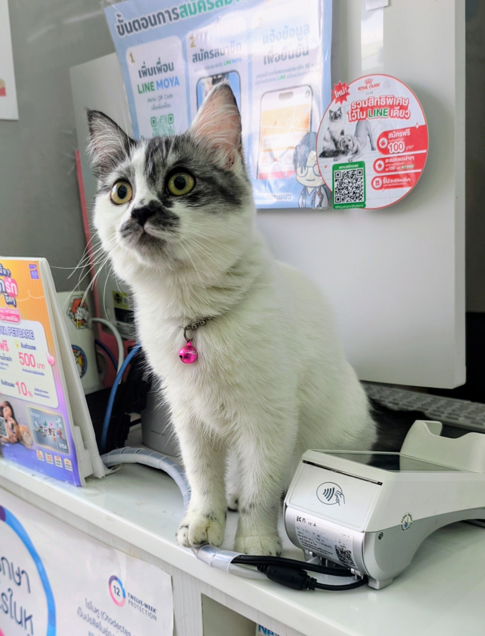 MOYA Pet Care) 2