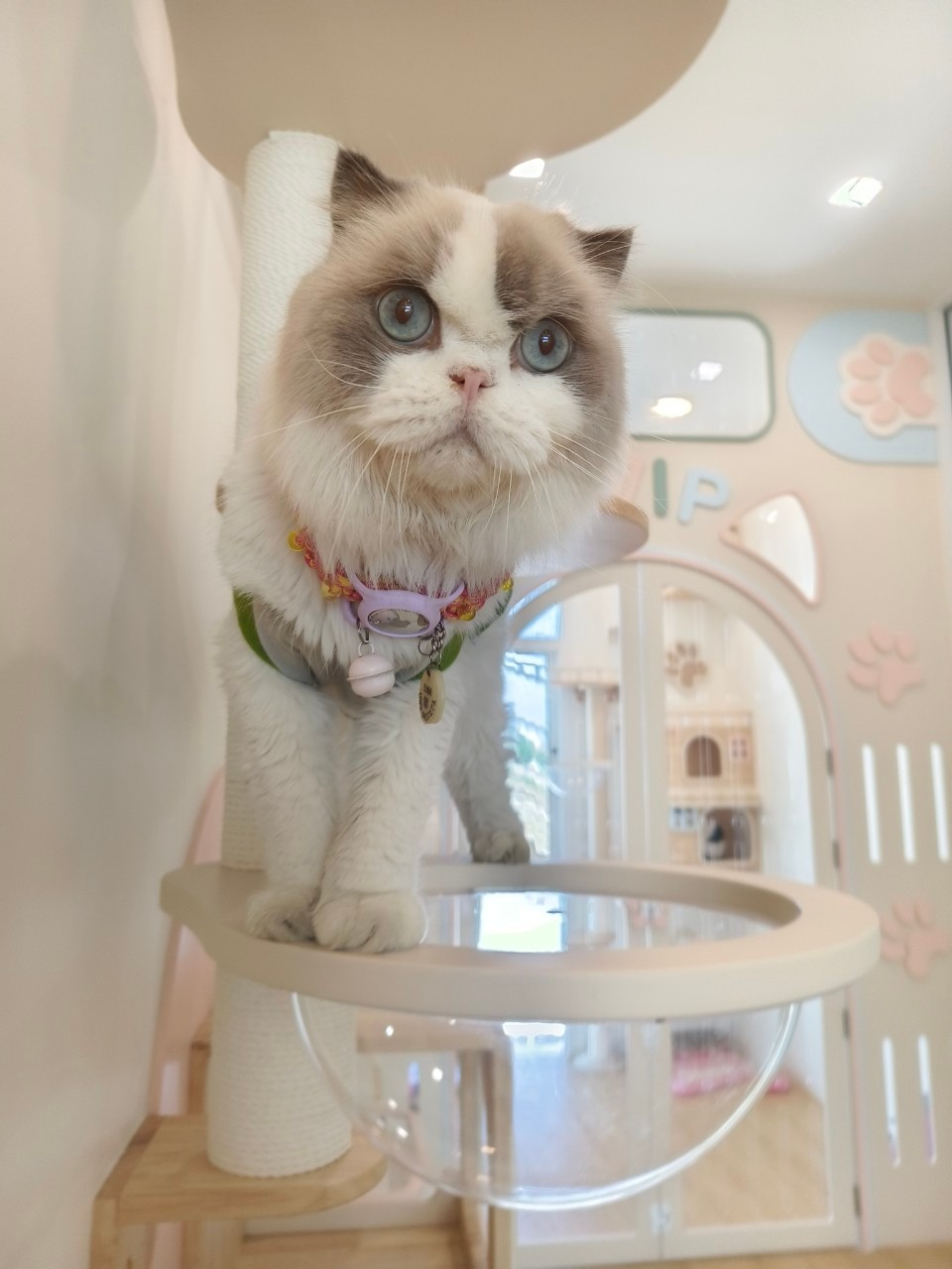 Paw Snap Cat Hotel