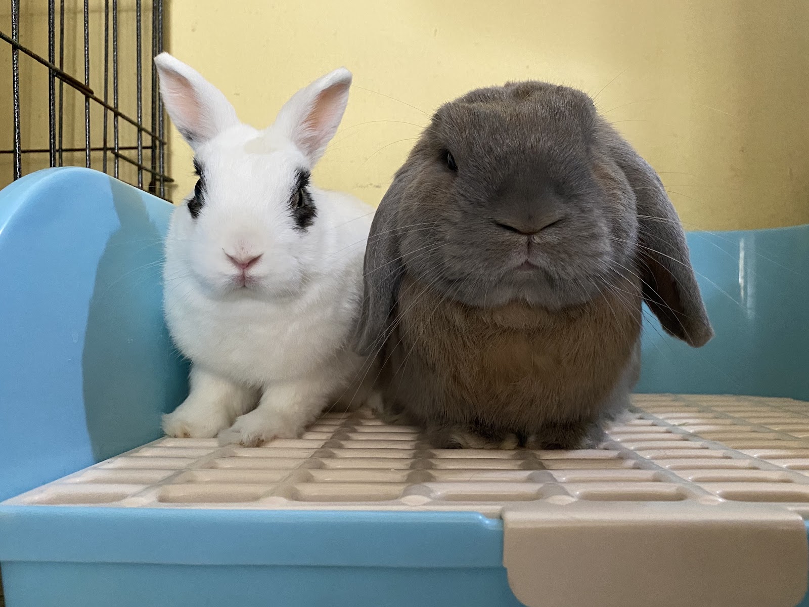 PET CASTLE