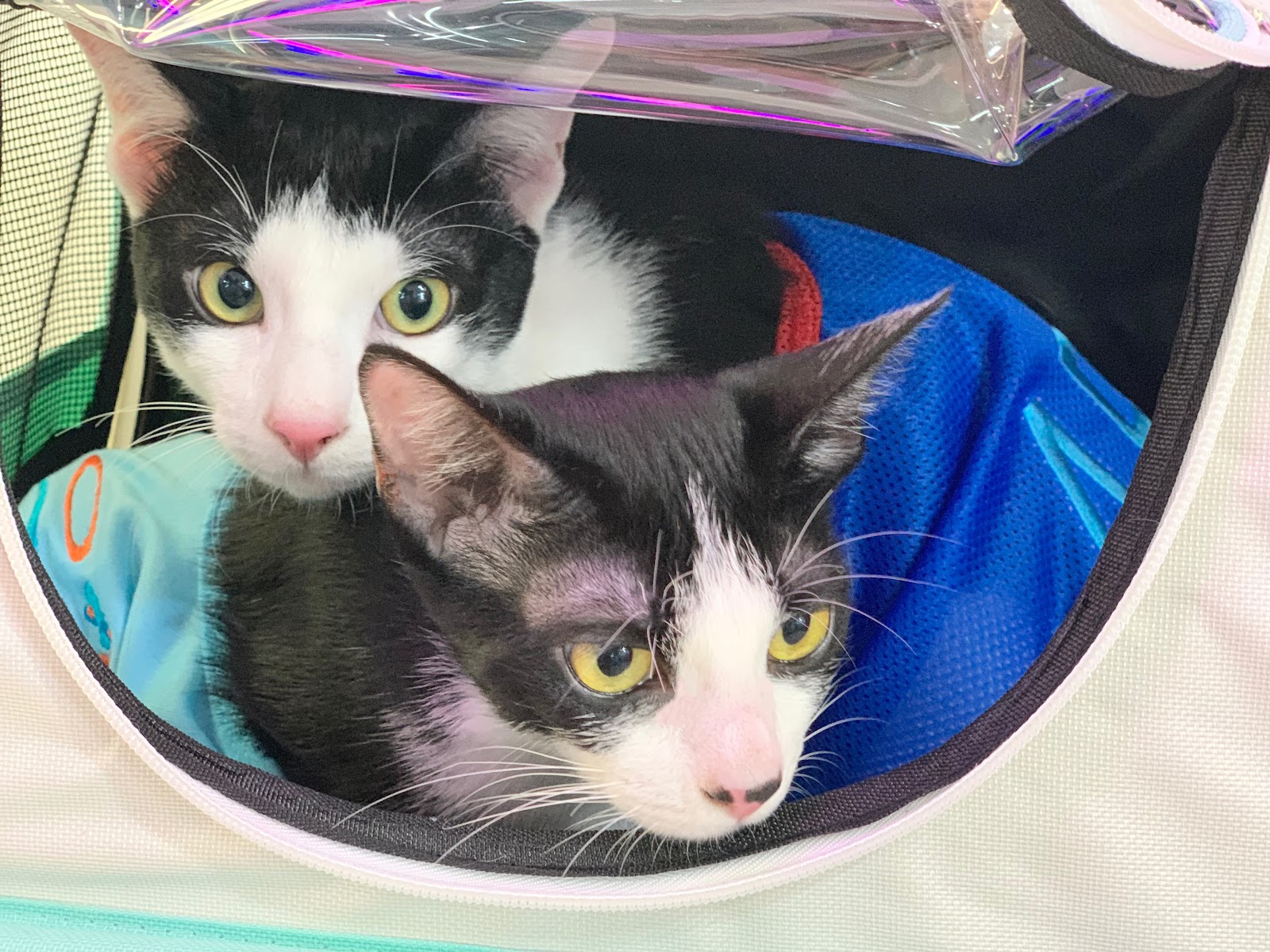 Pet Center Animal Hospital