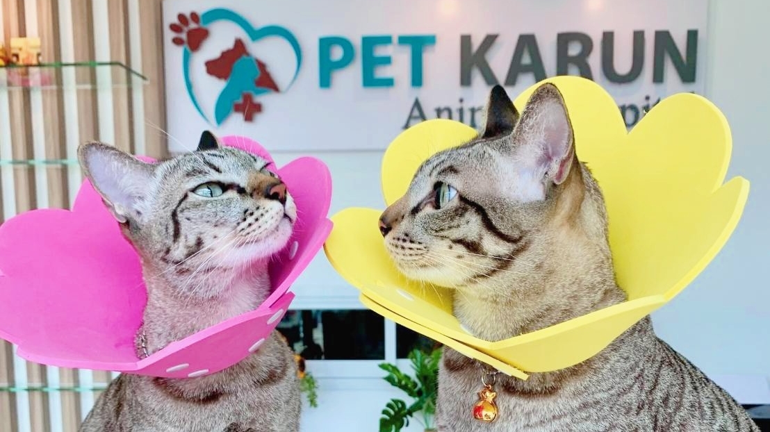 Pet Karun