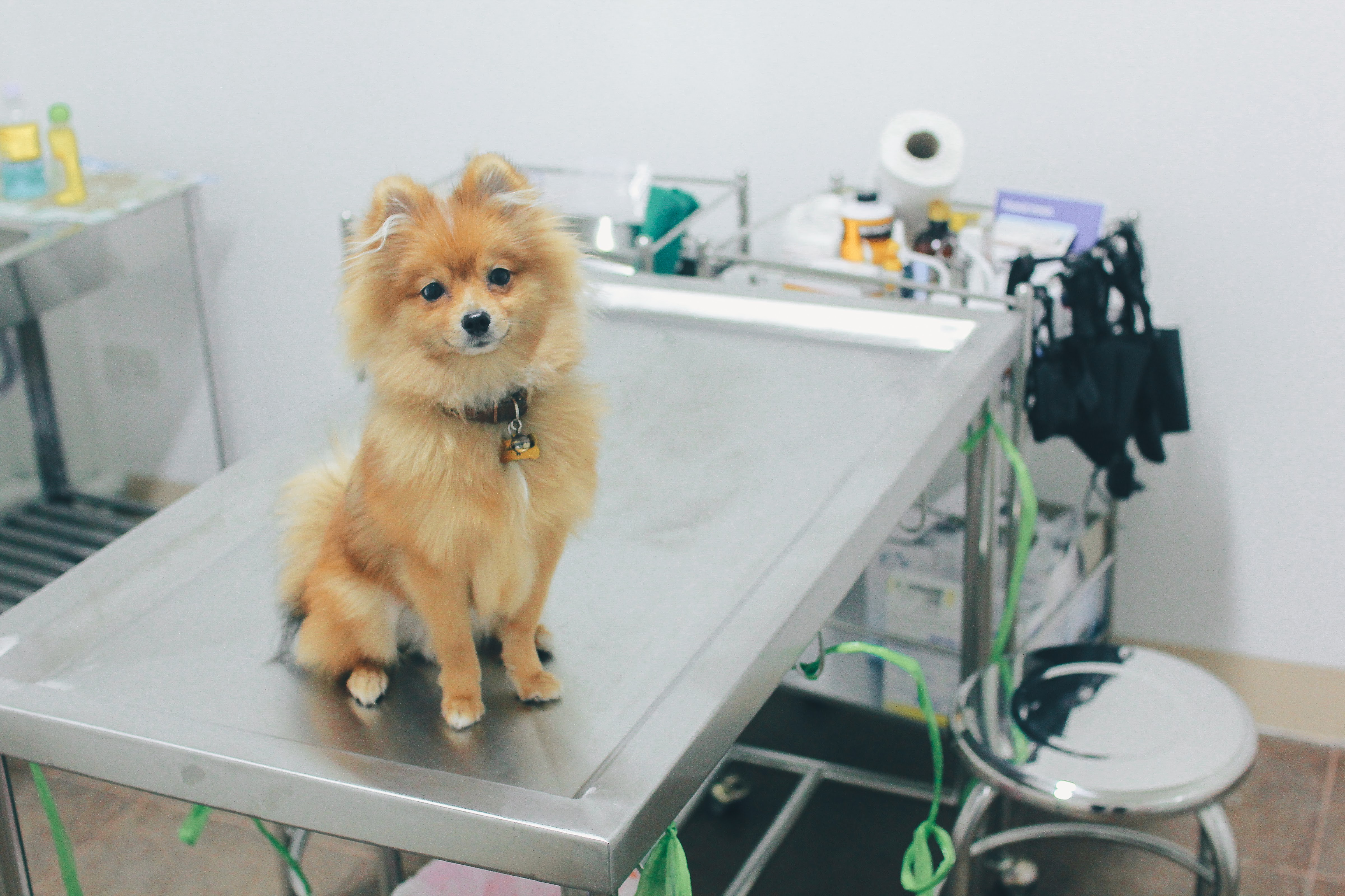 Pet Lovers Clinic