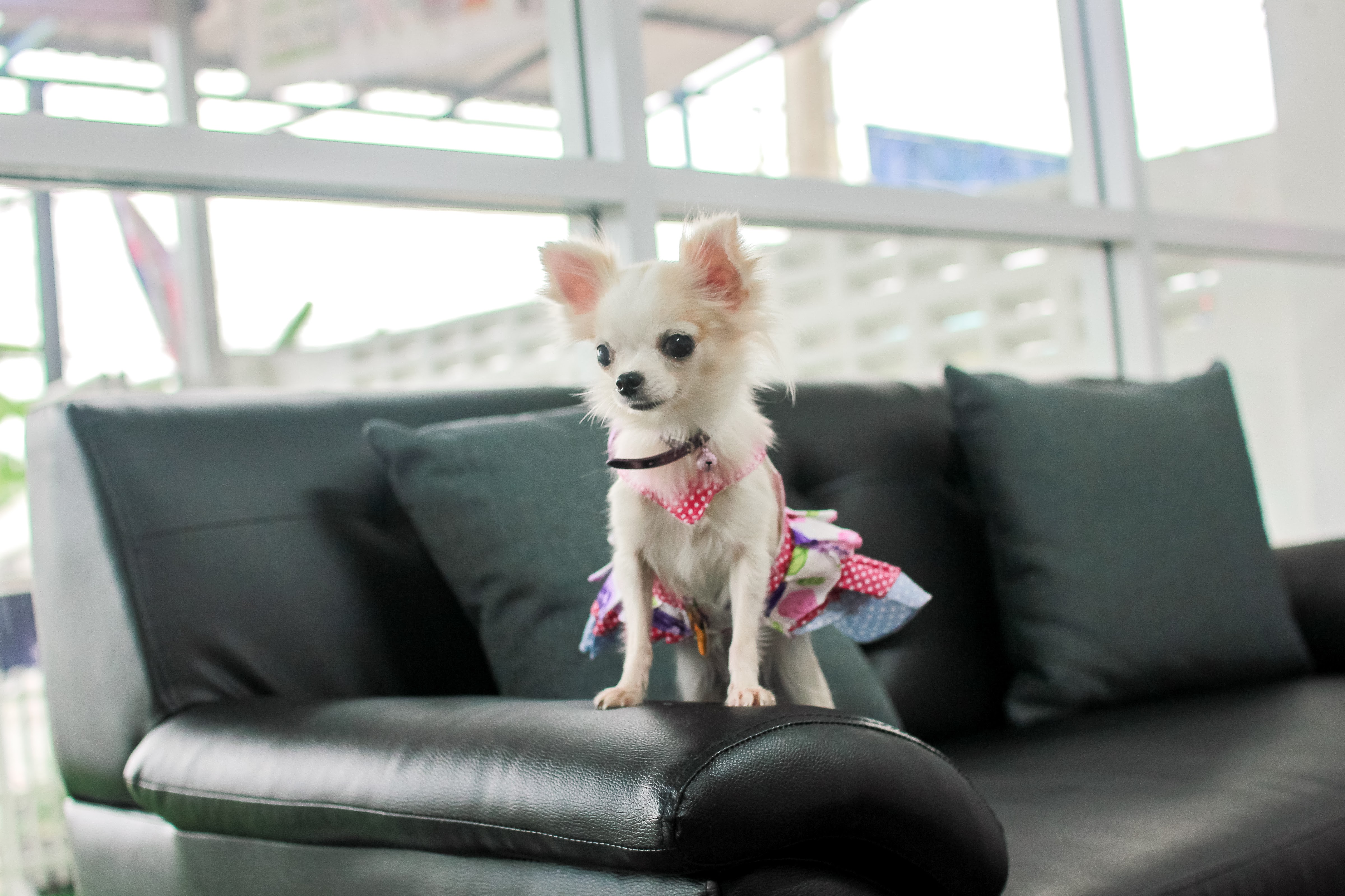 Pet Lovers Clinic
