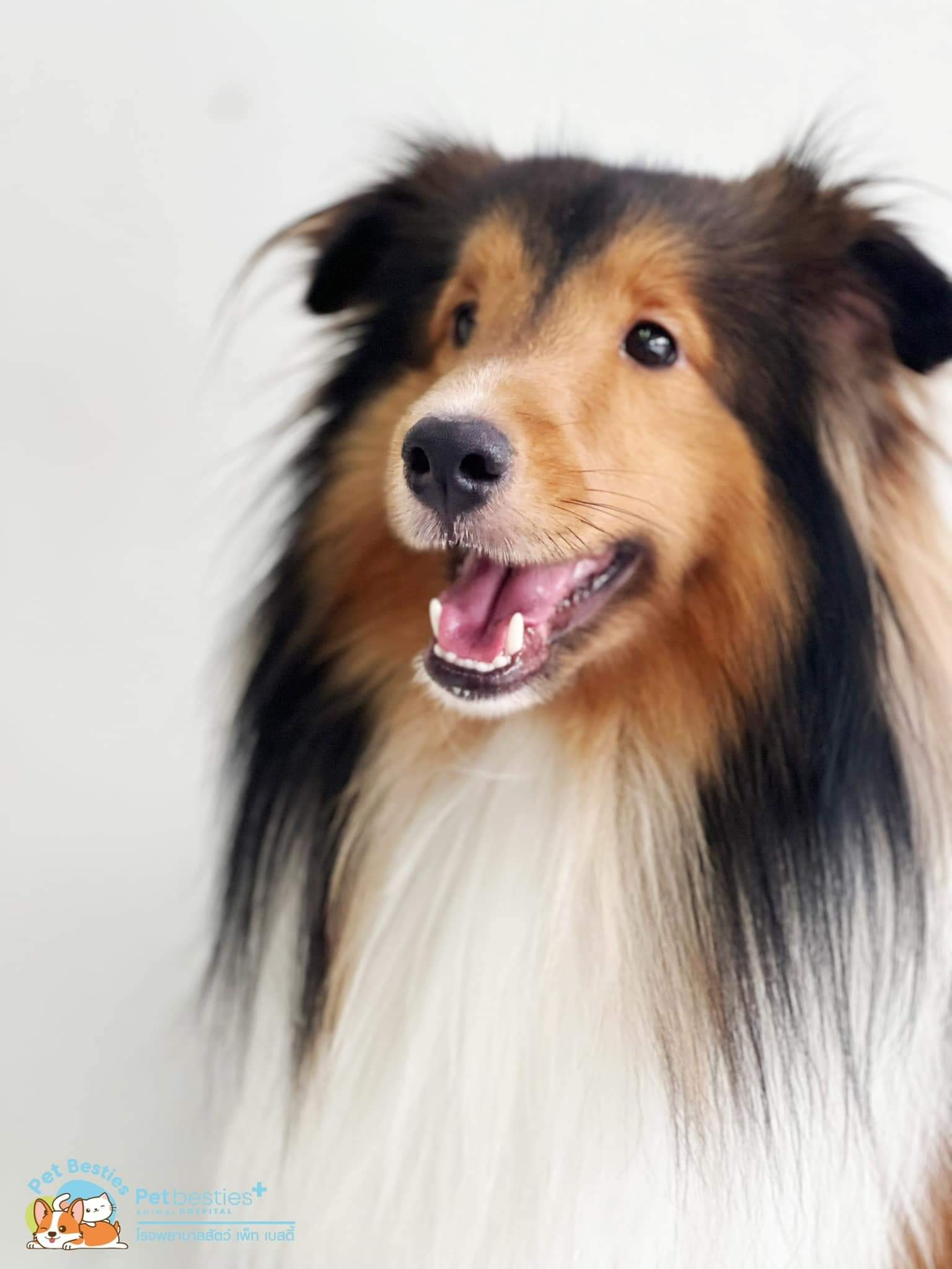Petbesties Animal Hospital