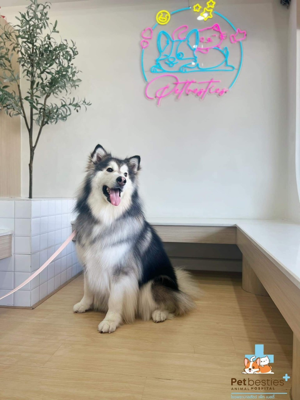 Petbesties Animal Hospital
