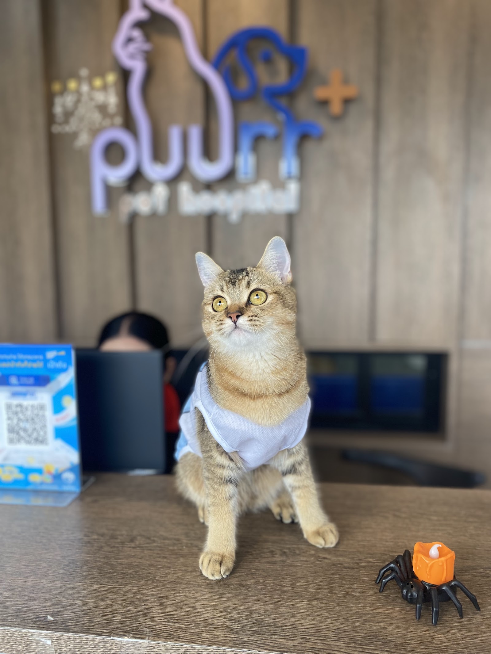 PUURR+ pet hospital