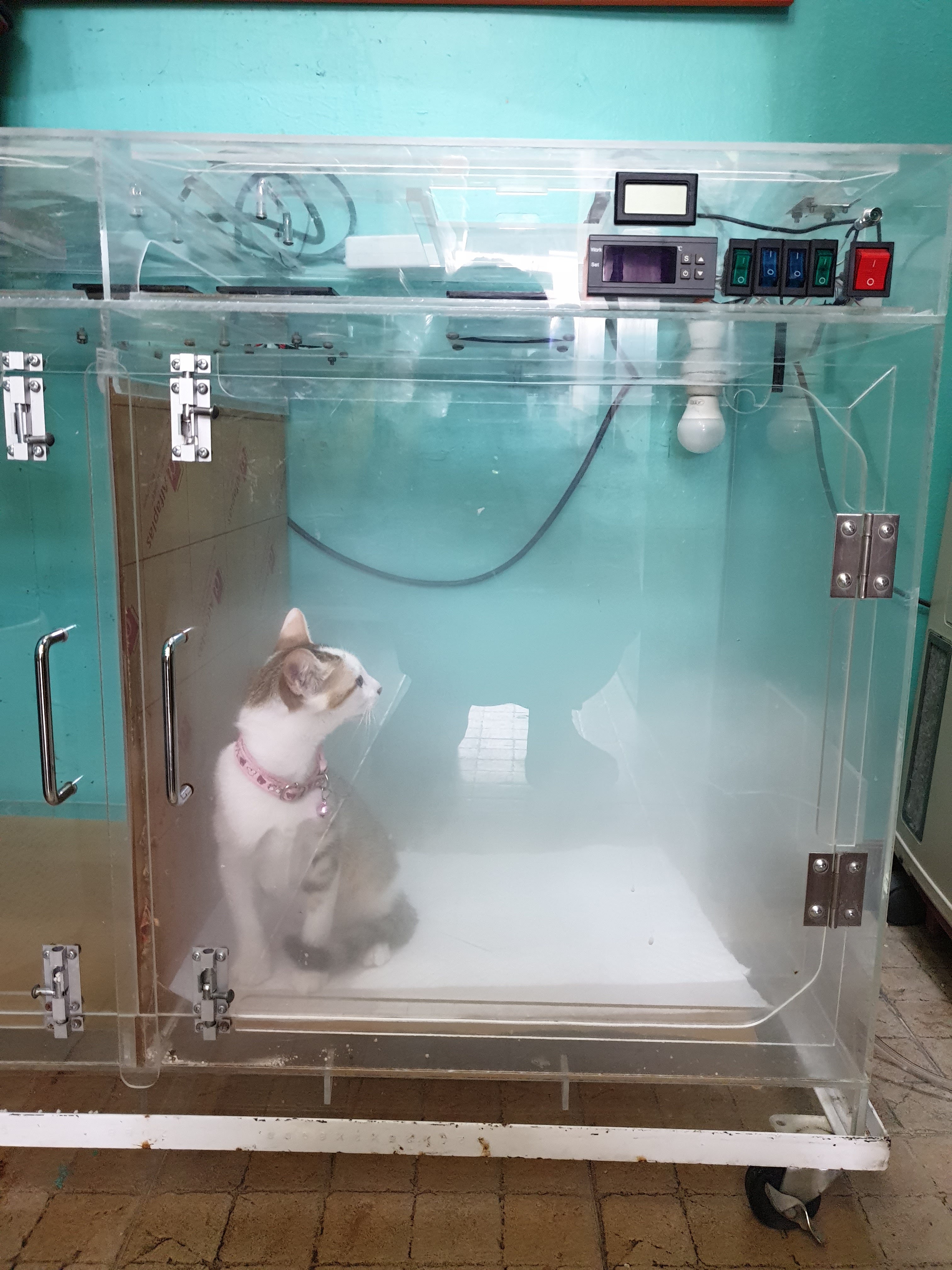 Siri Animal Treatment