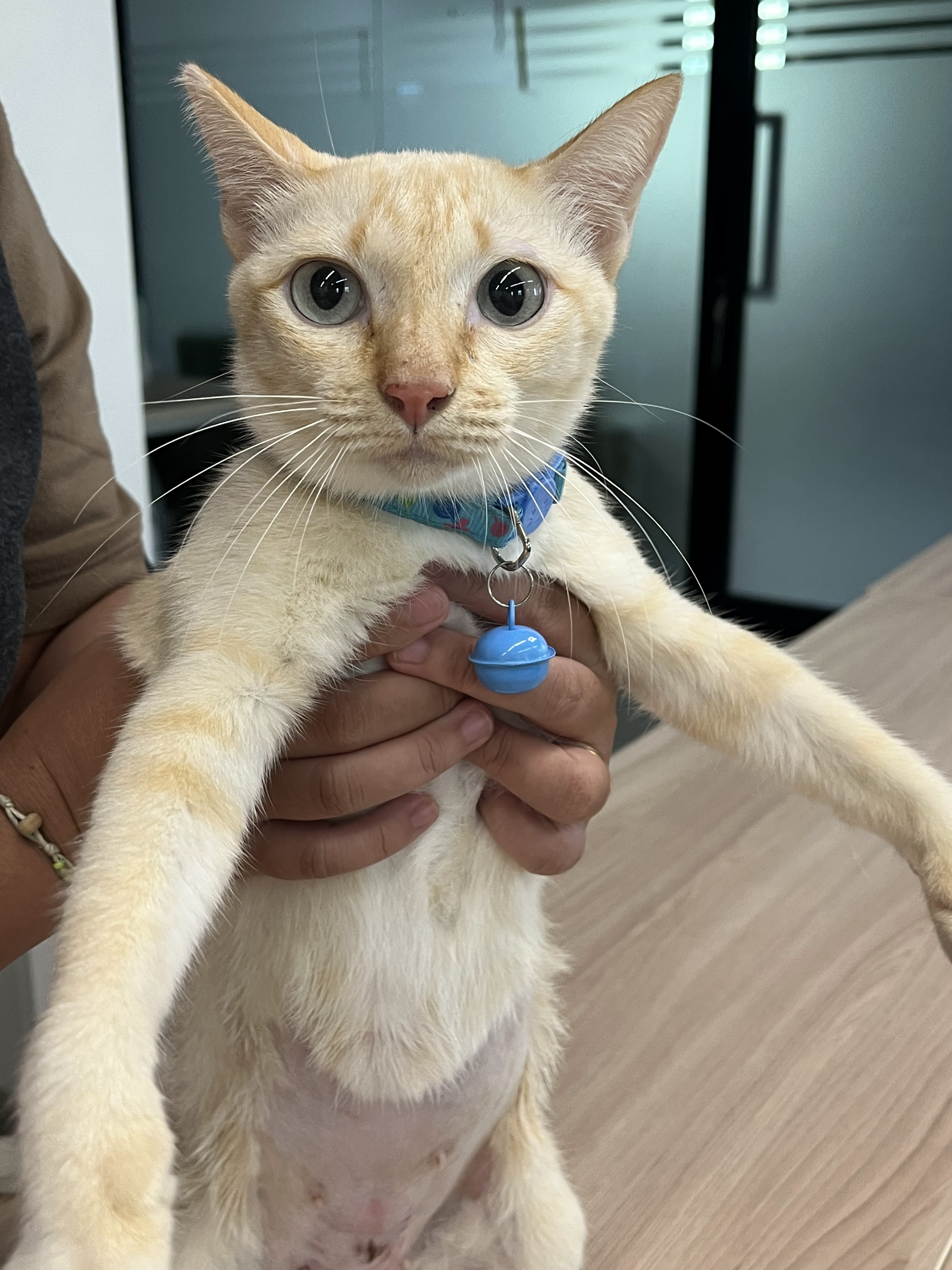 The Garden Animal Clinic Bangyai Nonthaburi