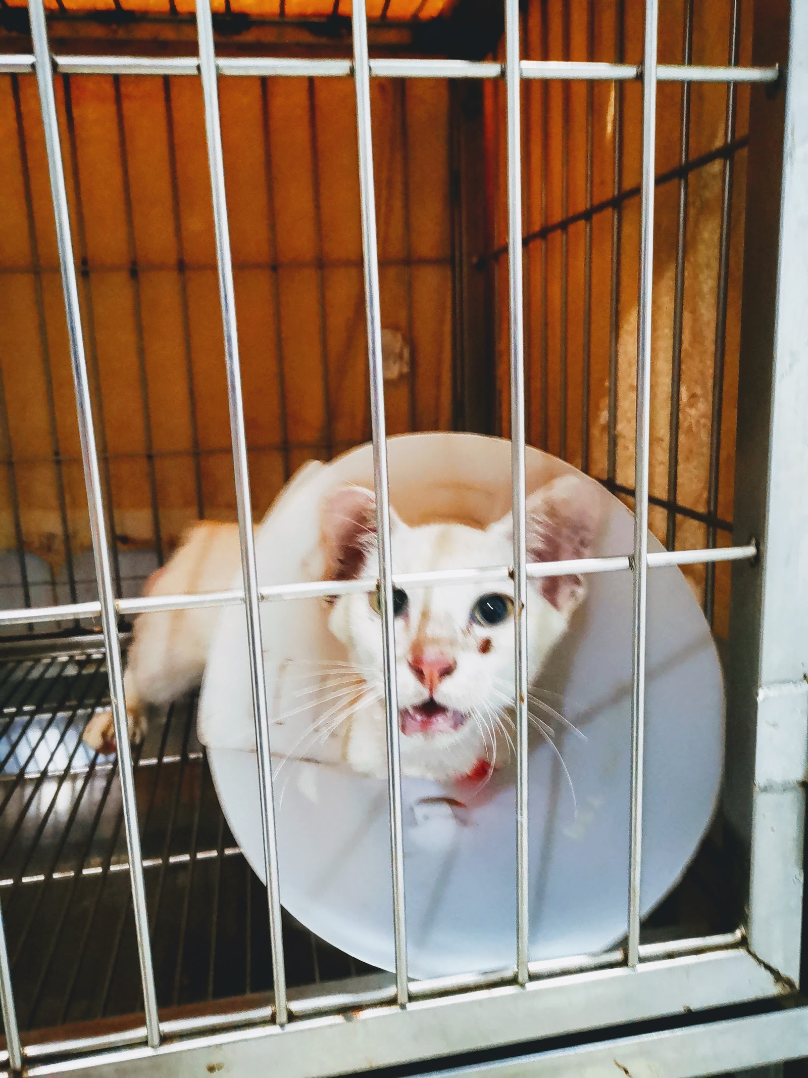 Uea-arthorn Animal hospital