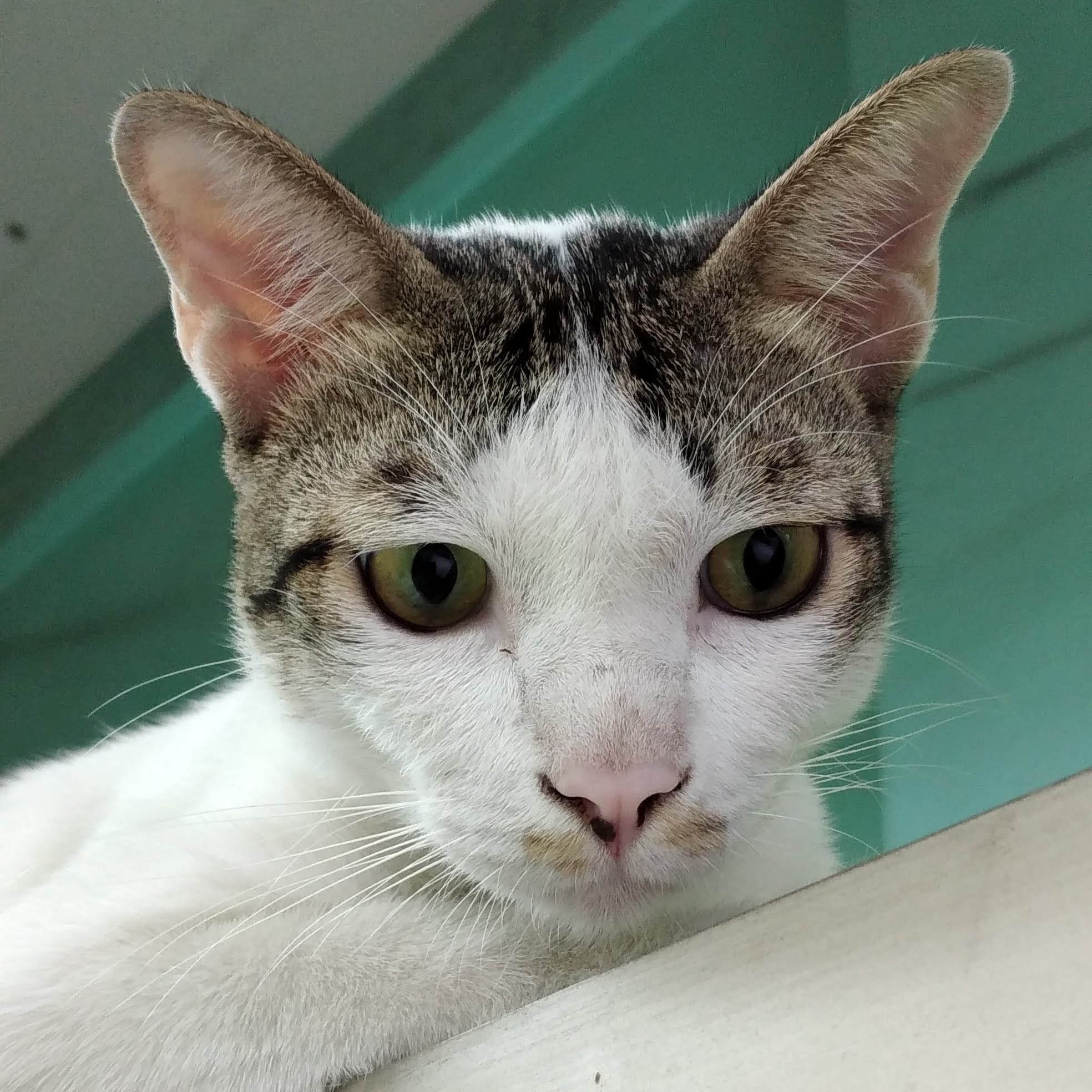Pet Care Animal Treatment