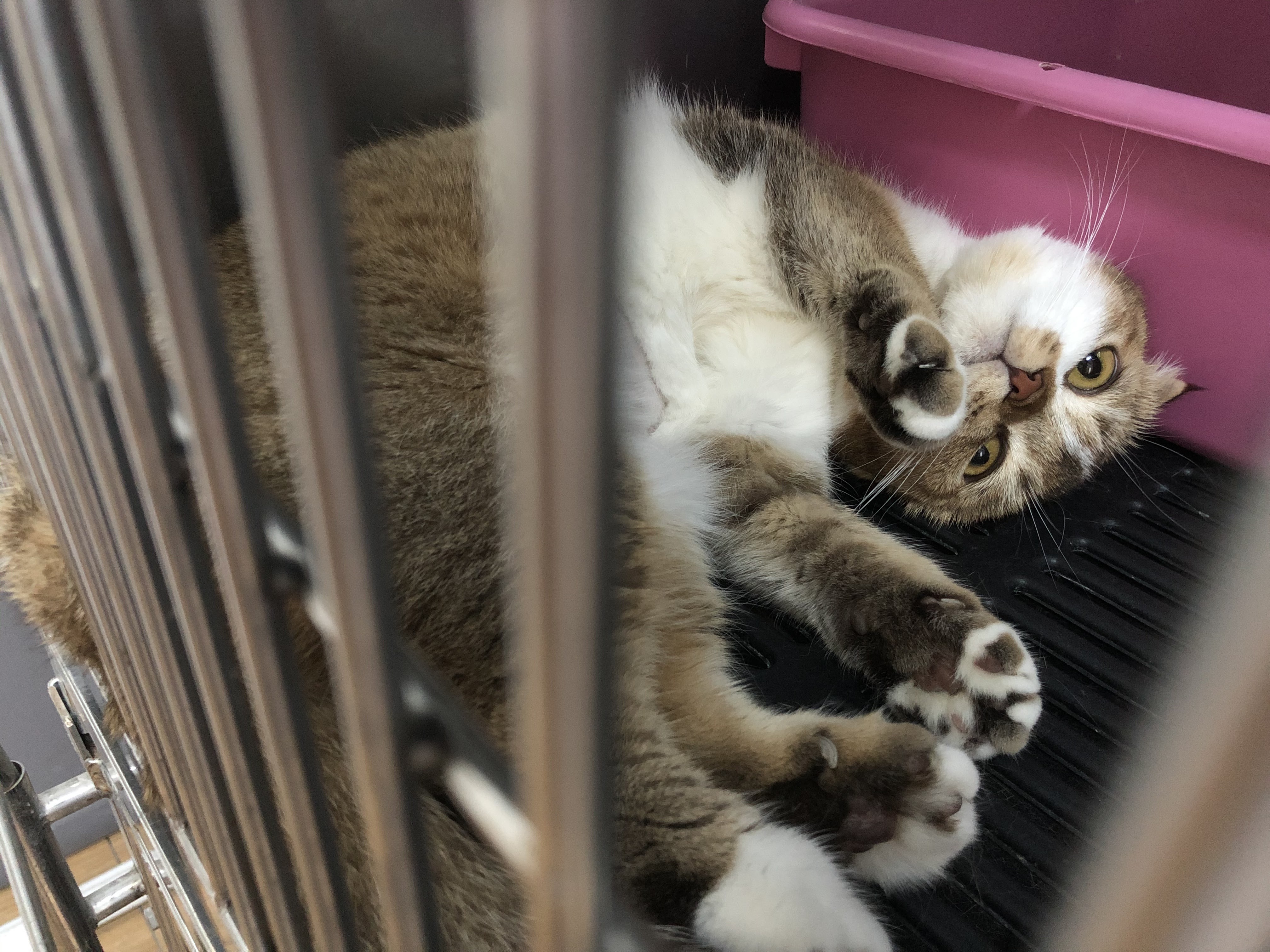 Vet Treats Animals Lam Luk Ka Klong Song (Female Doctor)