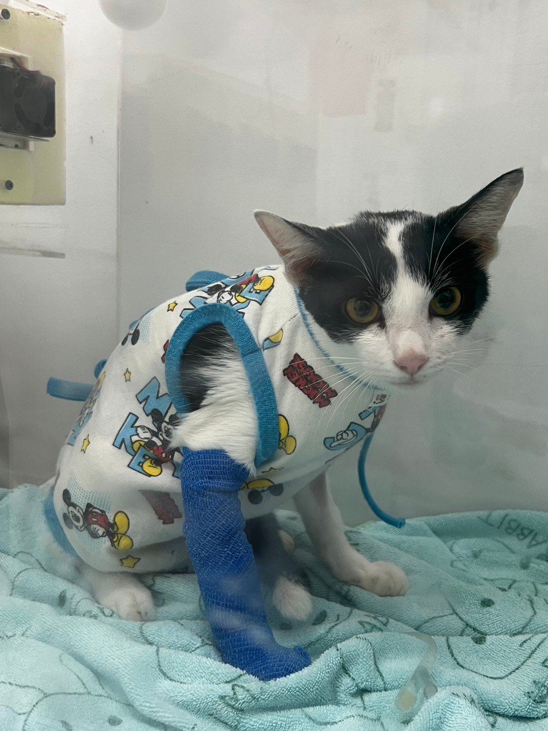 Vet Treats Animals Lam Luk Ka Klong Song (Female Doctor)