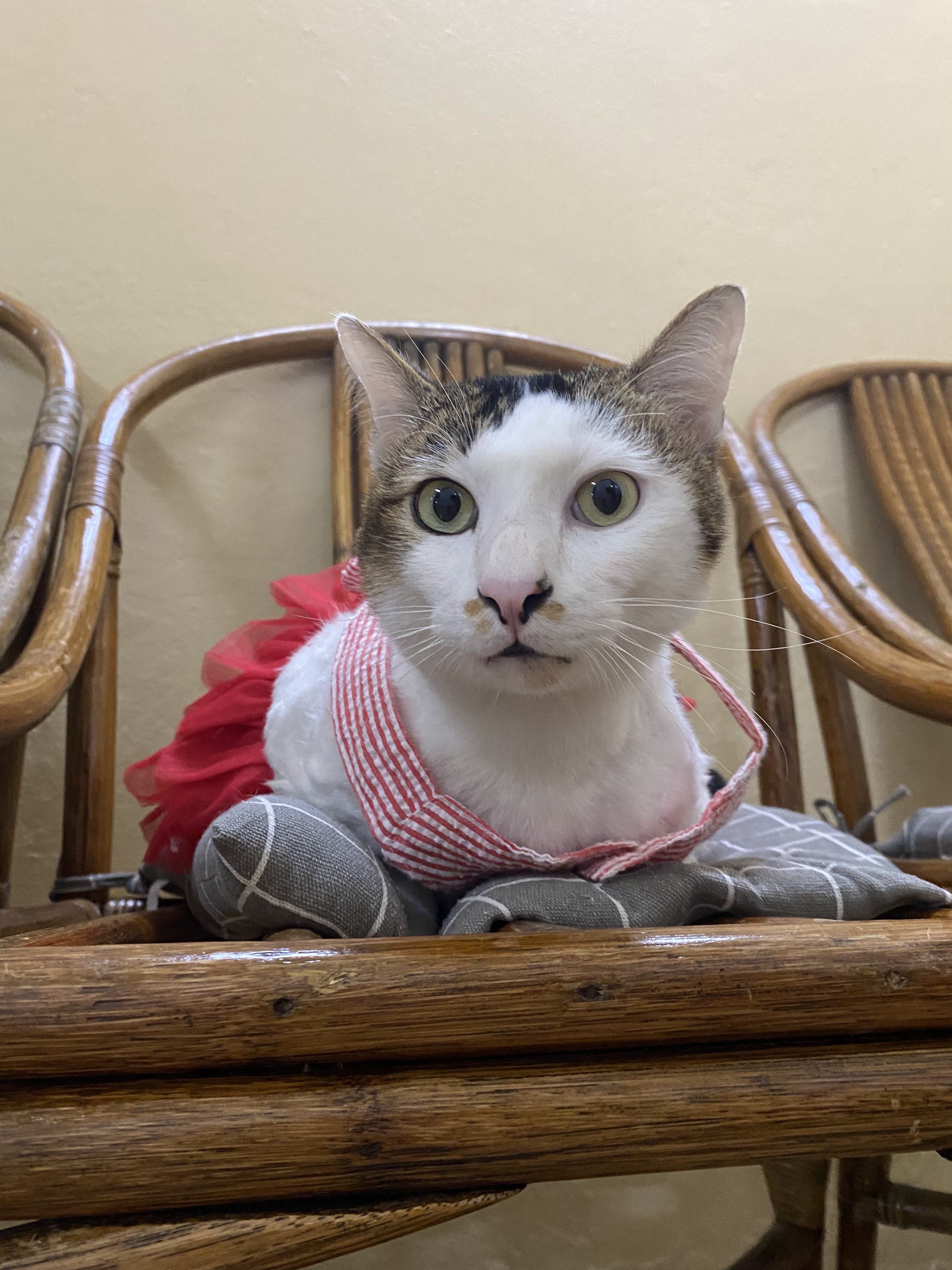 VR Clinic for Animal Treatment