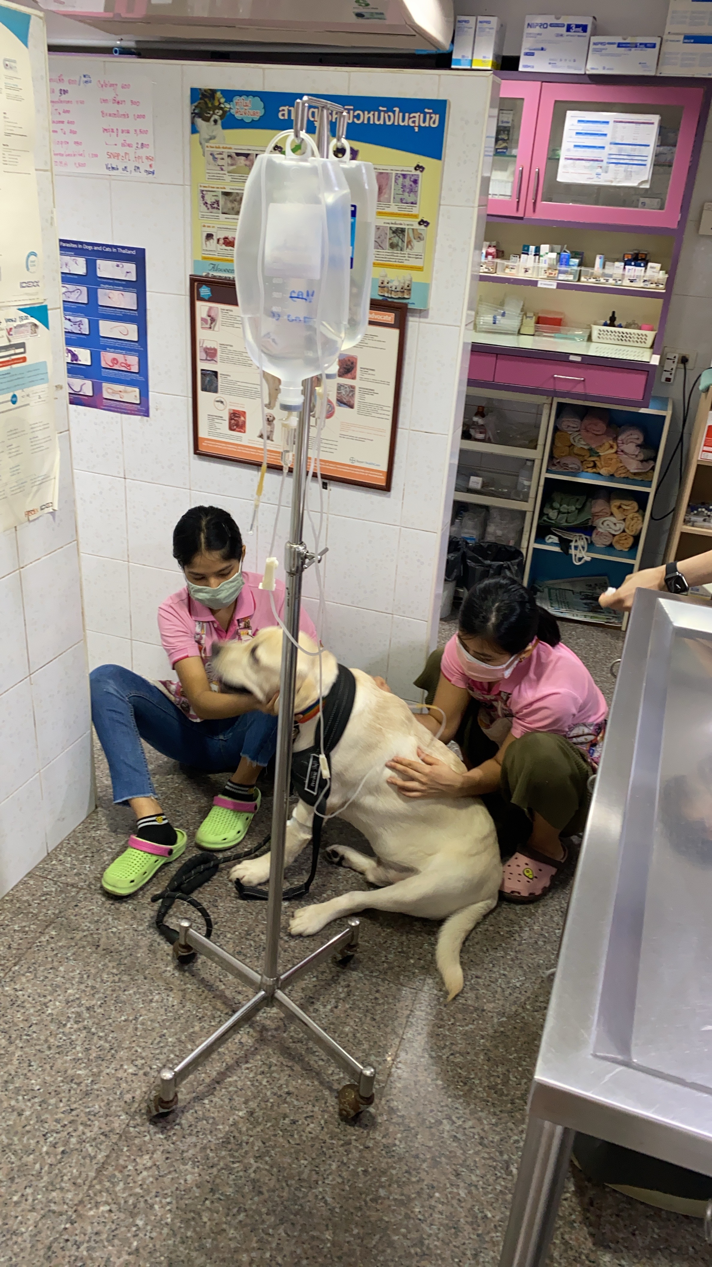 Ban Animal Hospital Moodee