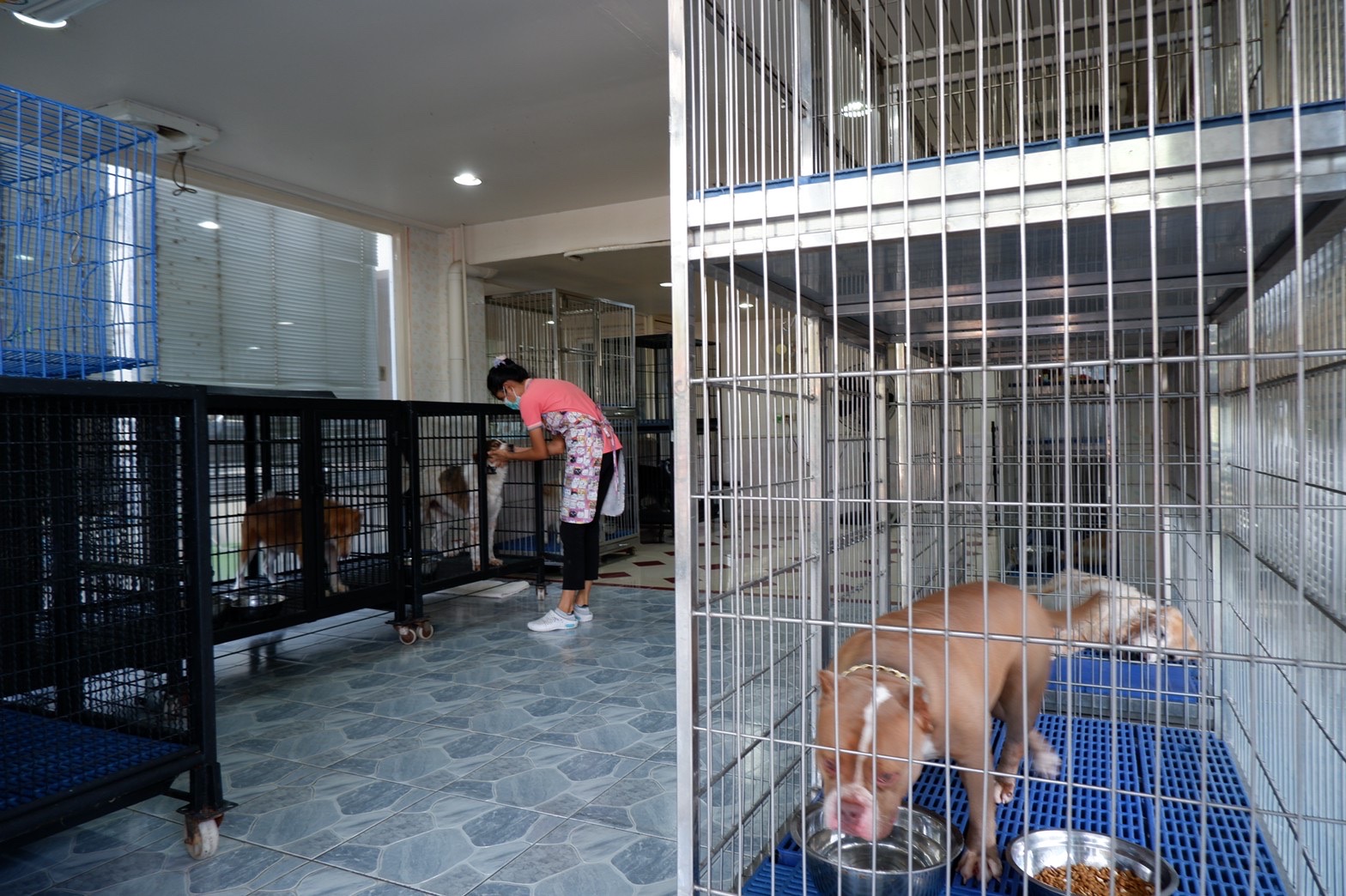 Ban Animal Hospital Moodee