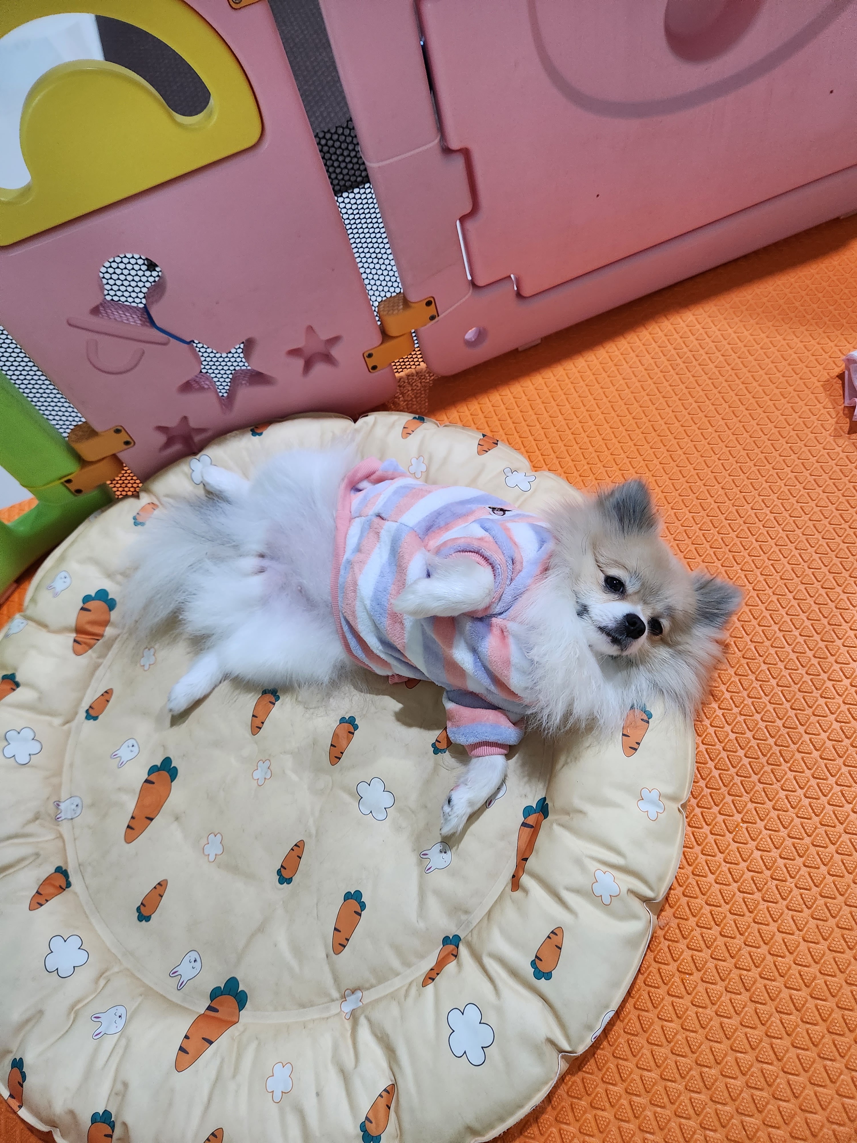 Anan Lert Animal Hospital