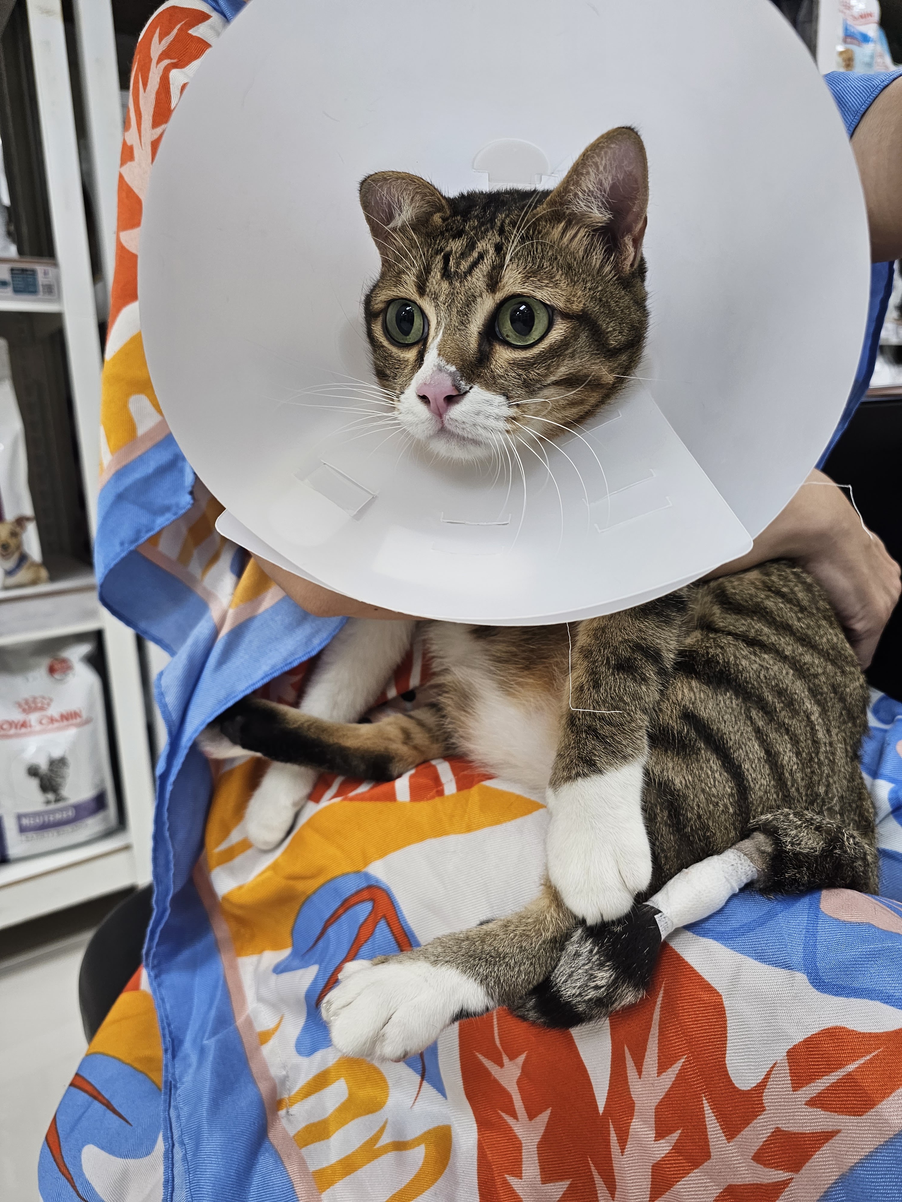 Animal Hospital Company Chamchuri Home Co., Ltd