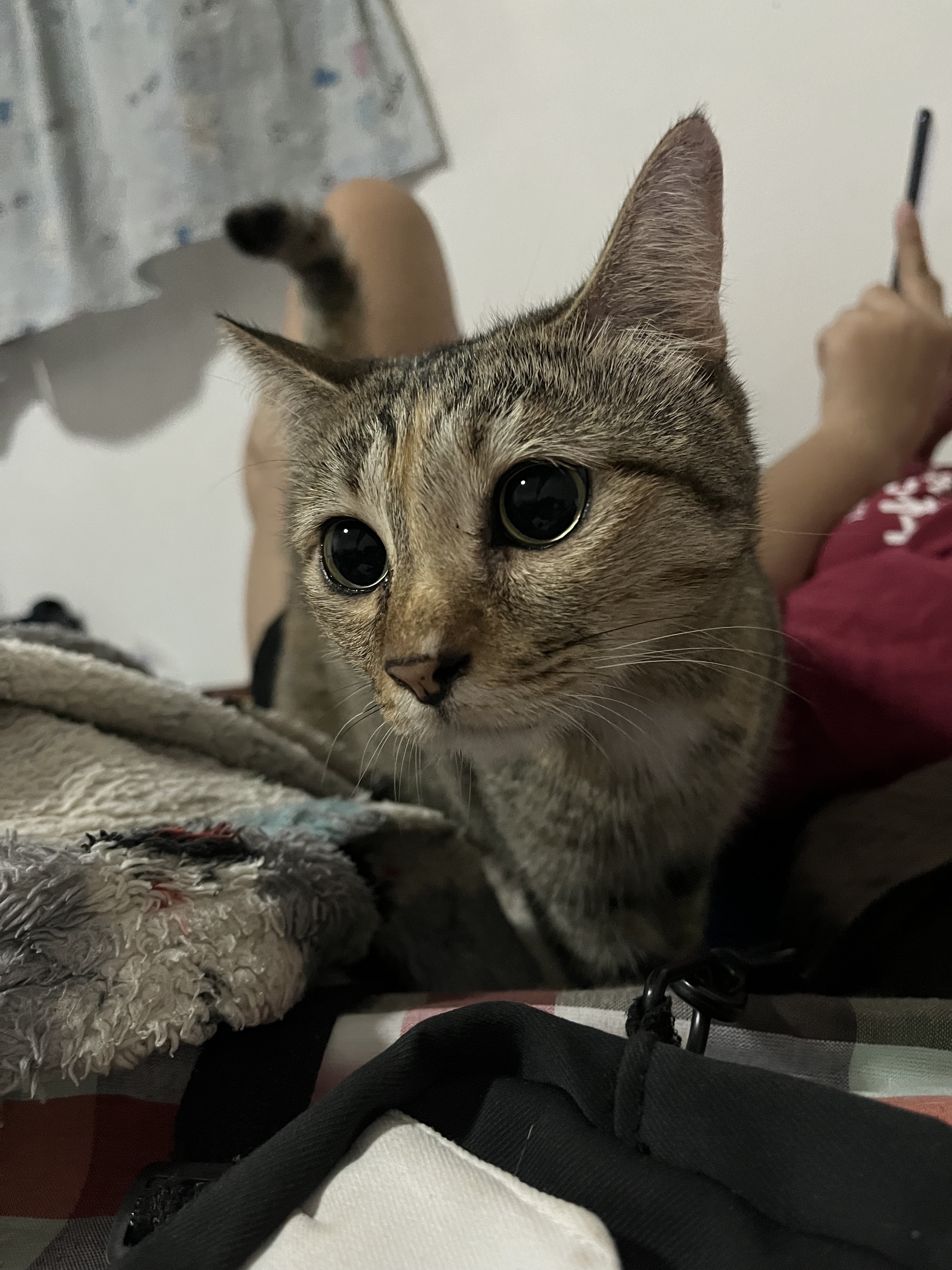 Chaengwattana Animal Hospital, Lam Luk Ka Branch
