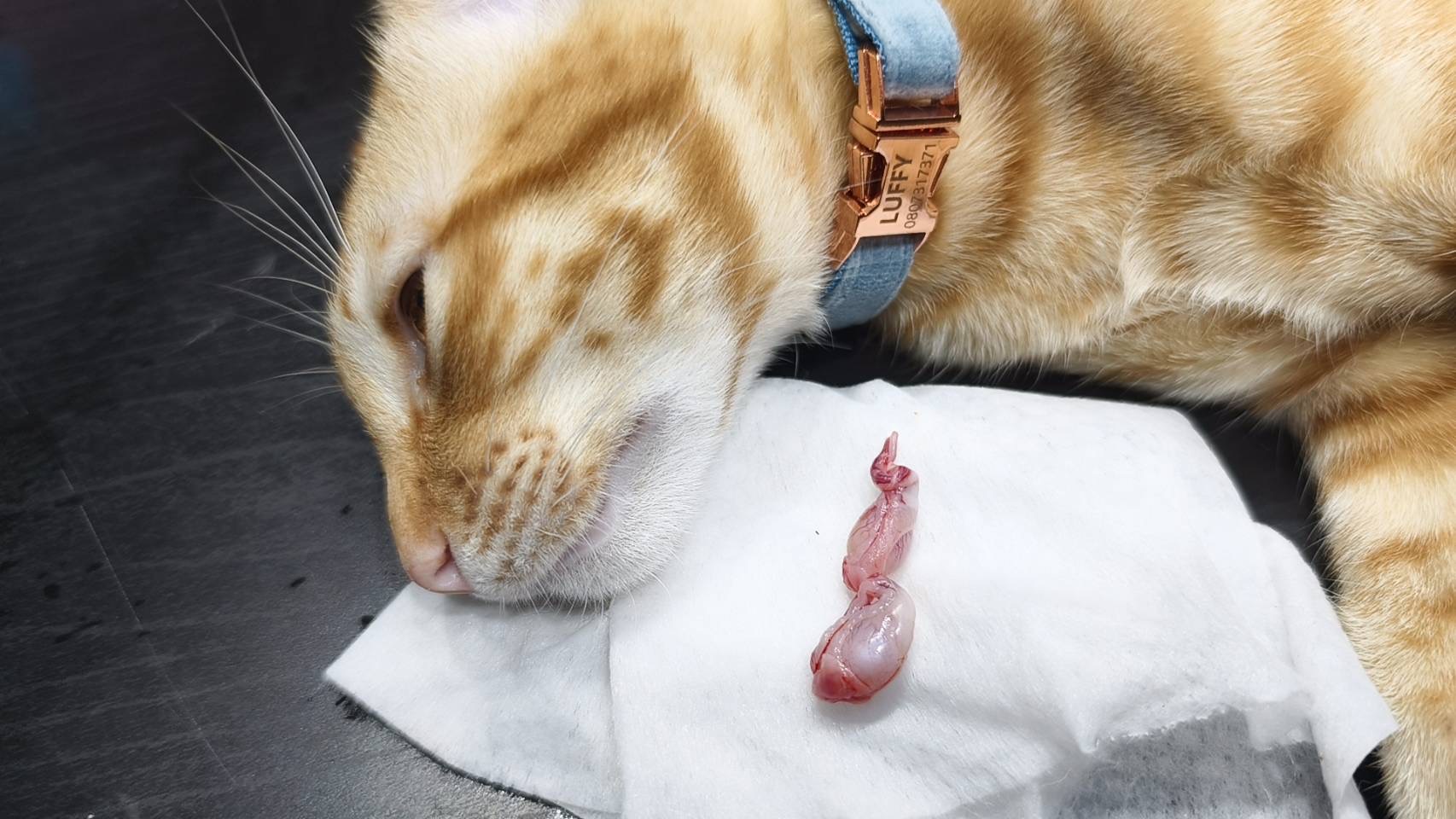 Clinic Punrak Animal Treatment (Doctor Peach)