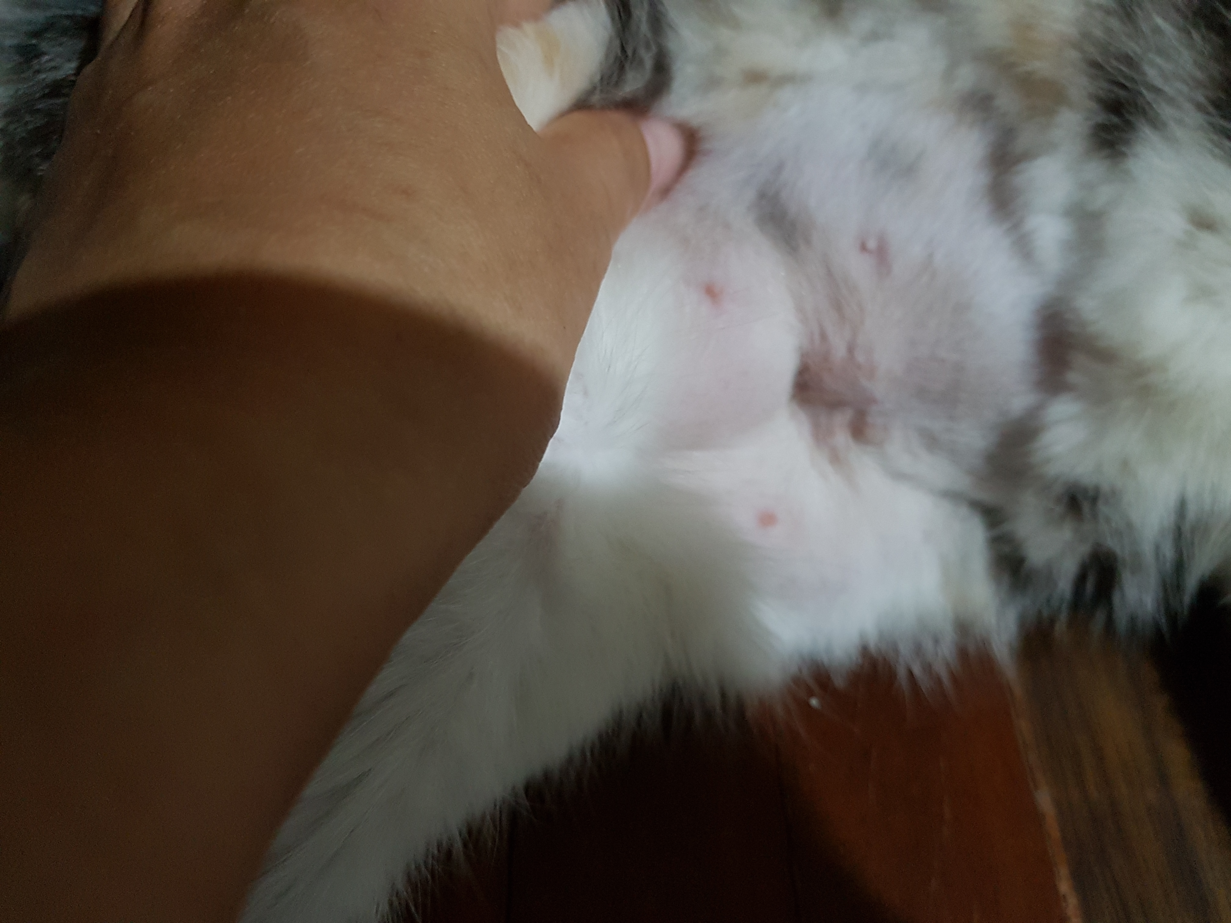 Clinic Punrak Animal Treatment (Doctor Peach)