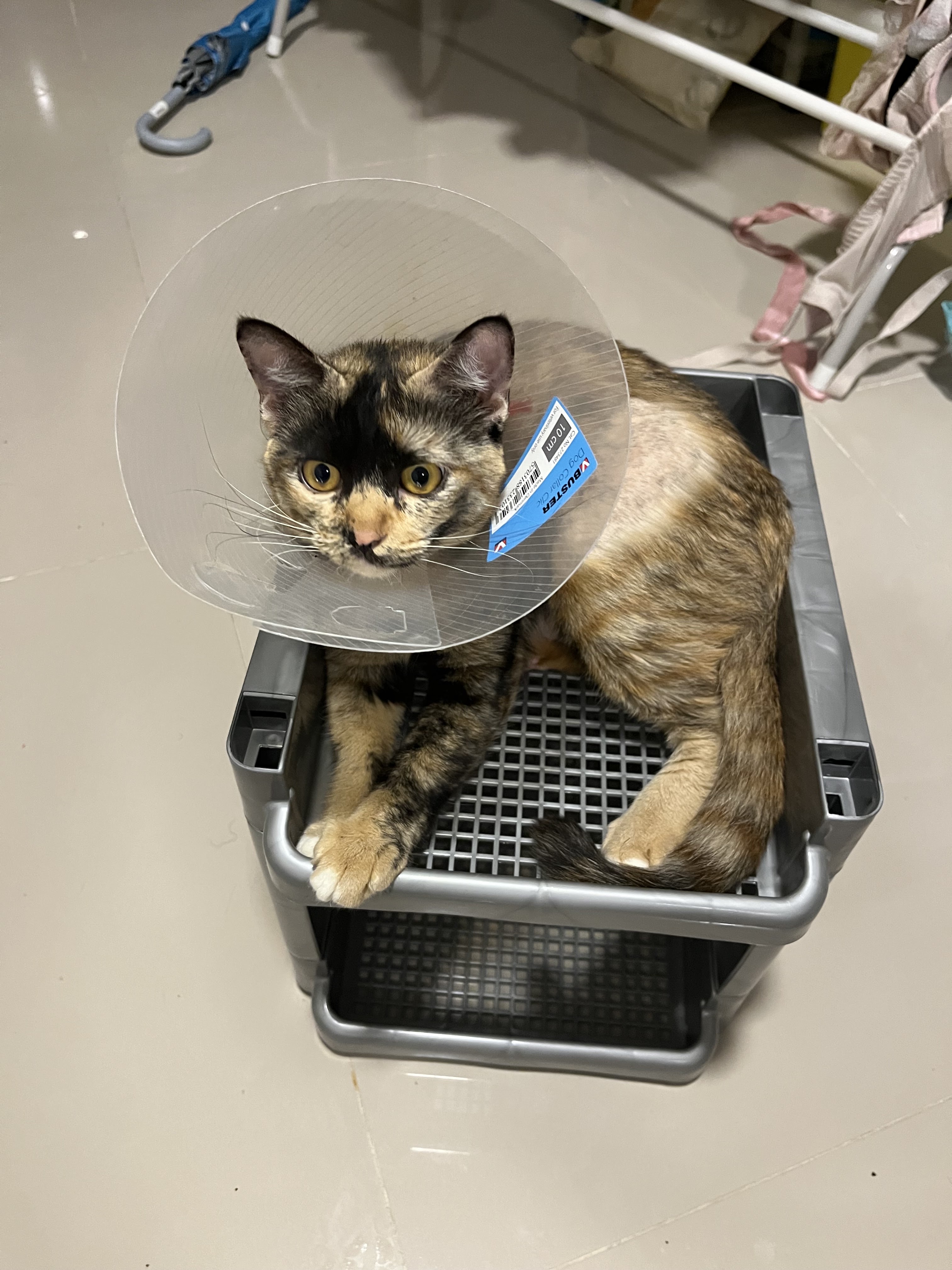 DC Pet