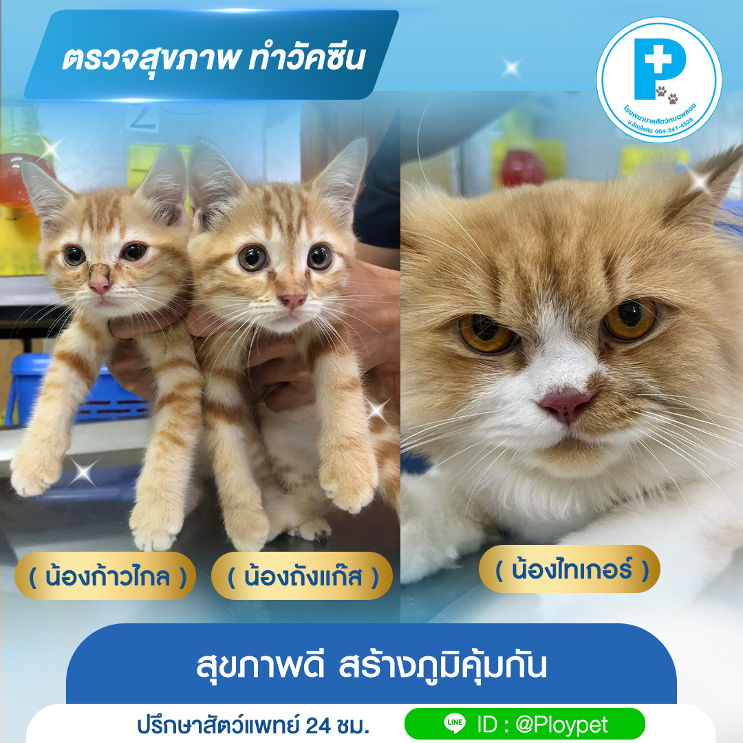 Dr. Ploy Animal Hospital Chatpailin University